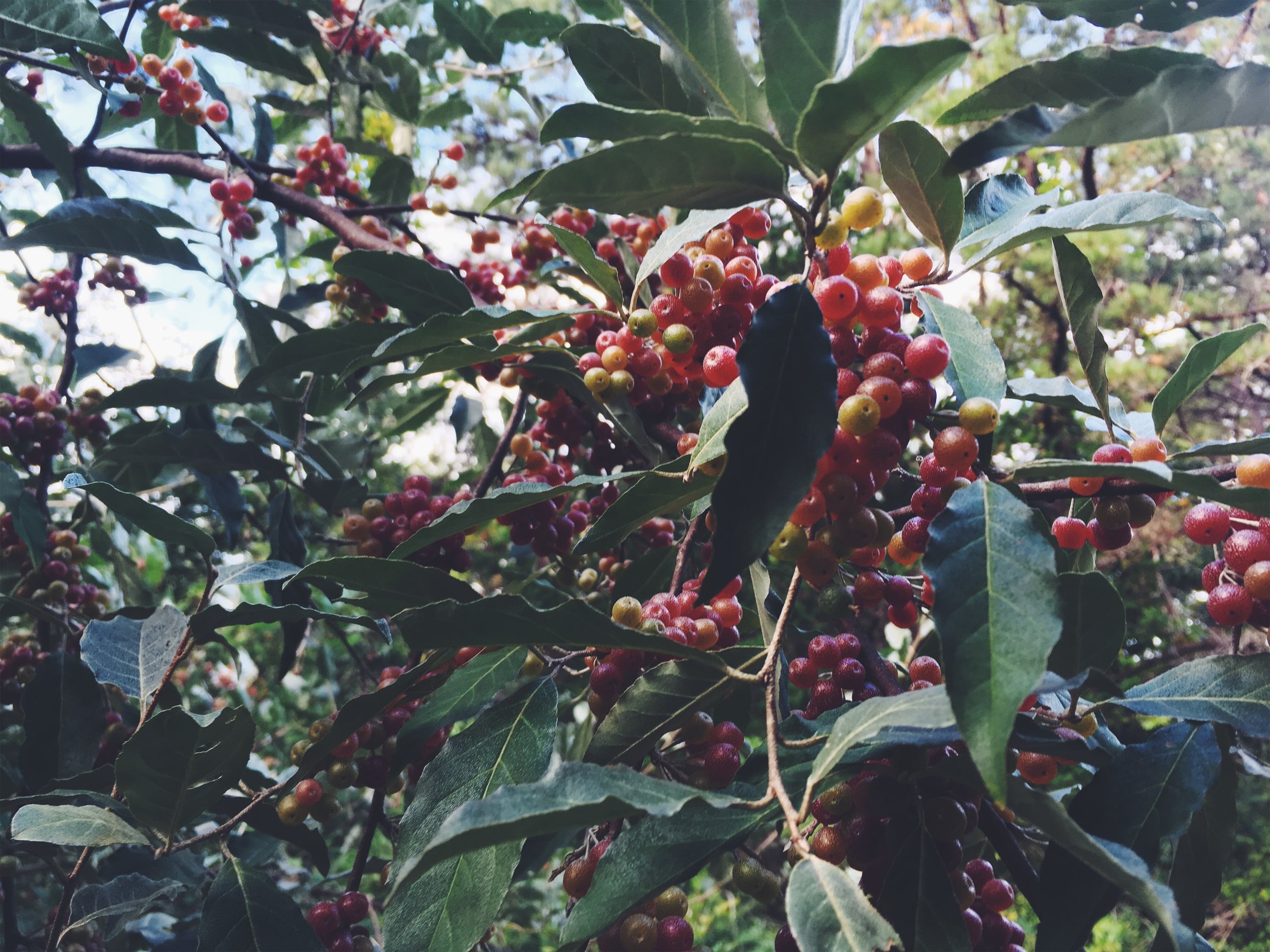 autumn olives • Makepeace Wildlife Sanctuary, Mashpee, MA • September 22, 2018