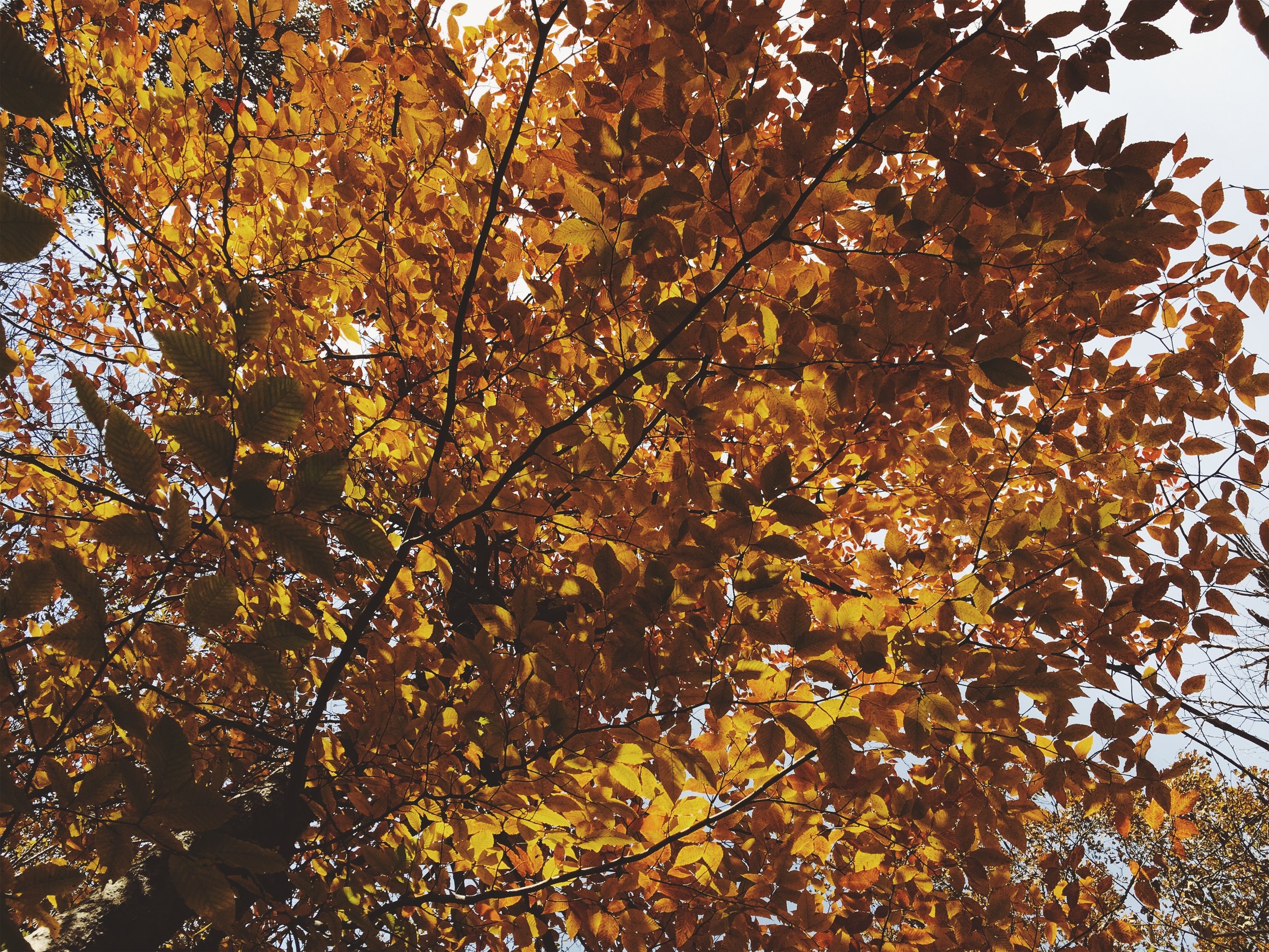 Whiteoak Canyon, Shenandoah National Park, VA • November 1, 2018