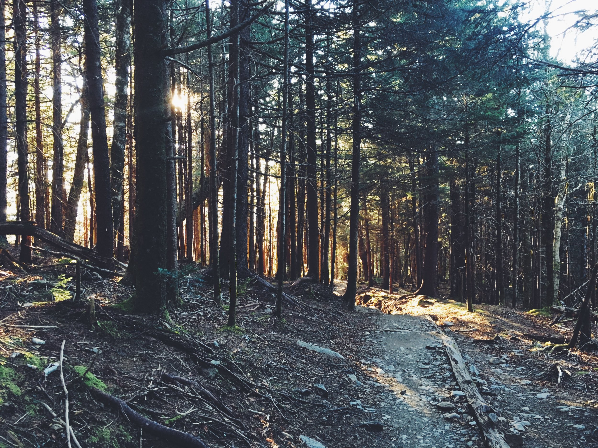 hike to Andrews Bald • Great Smoky Mountains National Park, NC • October 30, 2018