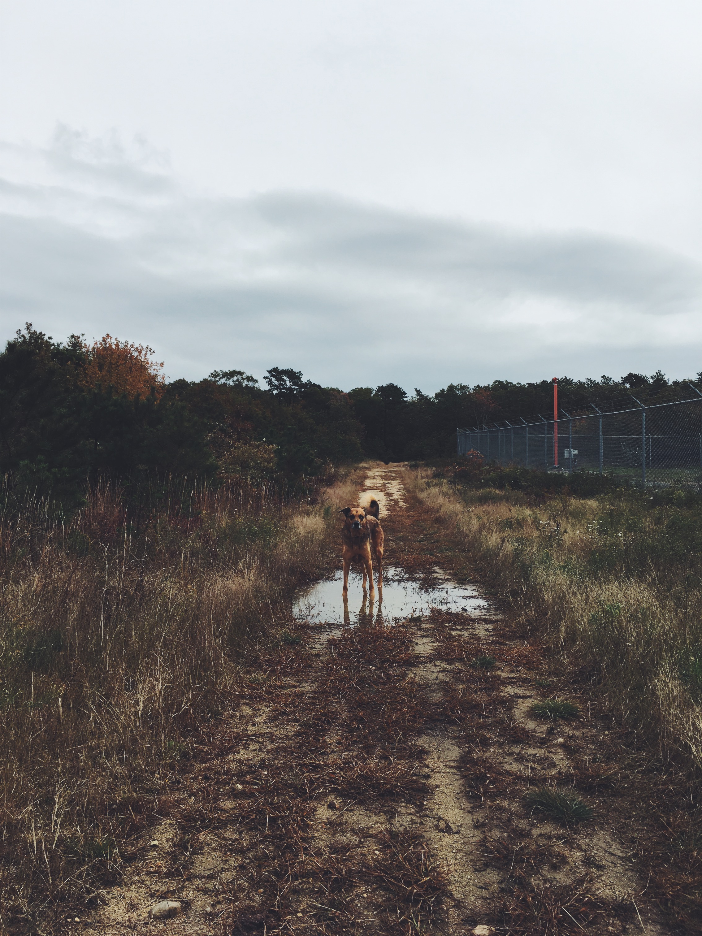 Makepeace Wildlife Sanctuary, Mashpee, MA • October 21, 2018
