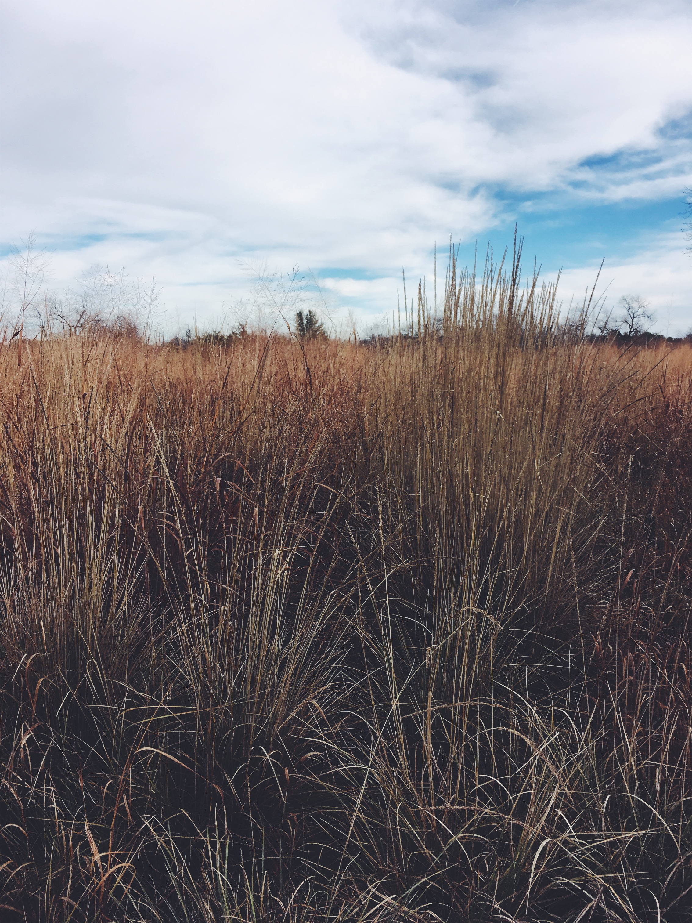 The Johnson Settlement, Johnson City, TX • December 31, 2018
