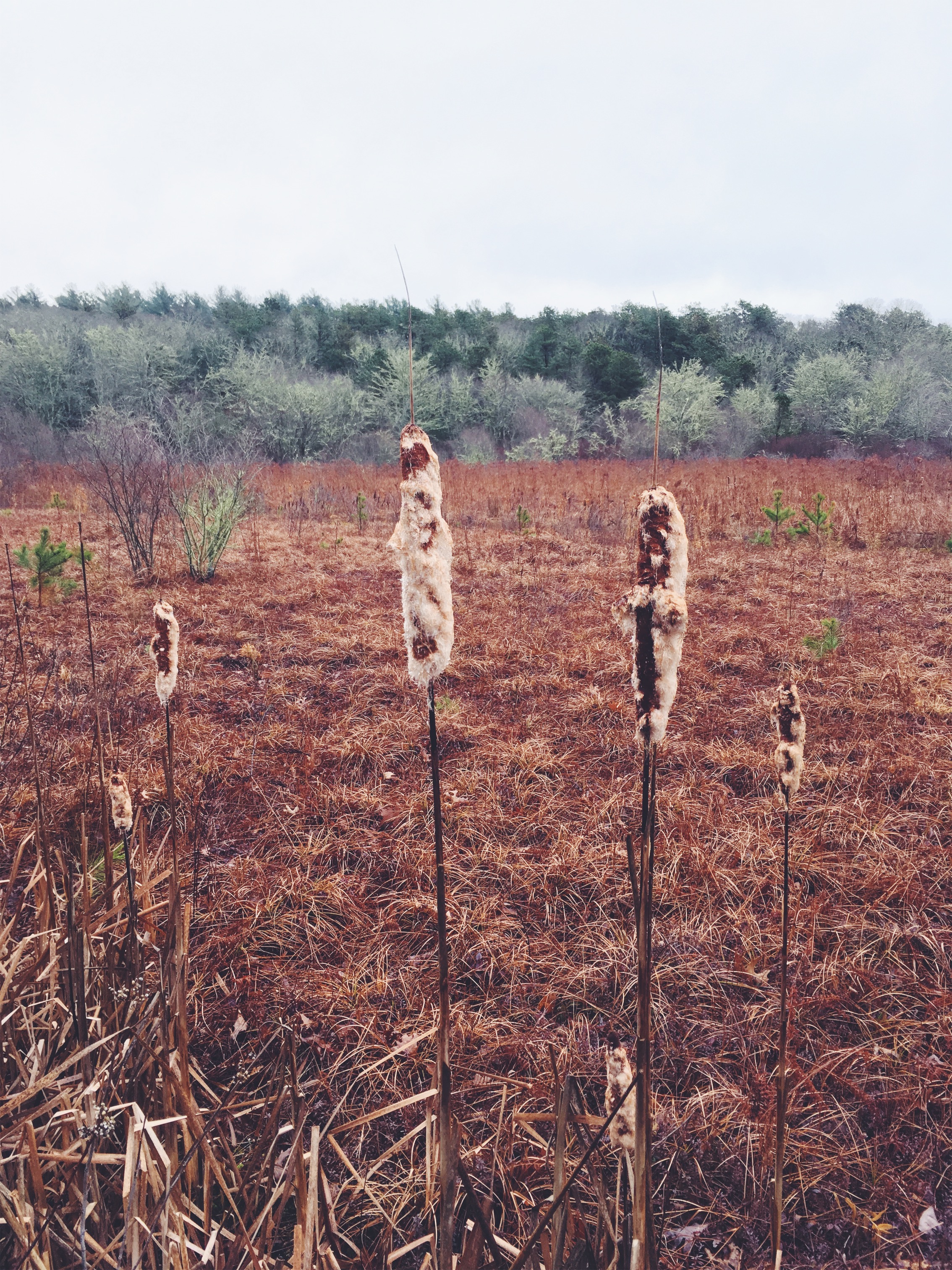 cattails • Santuit Pond Preserve, Mashpee, MA • December 17, 2018