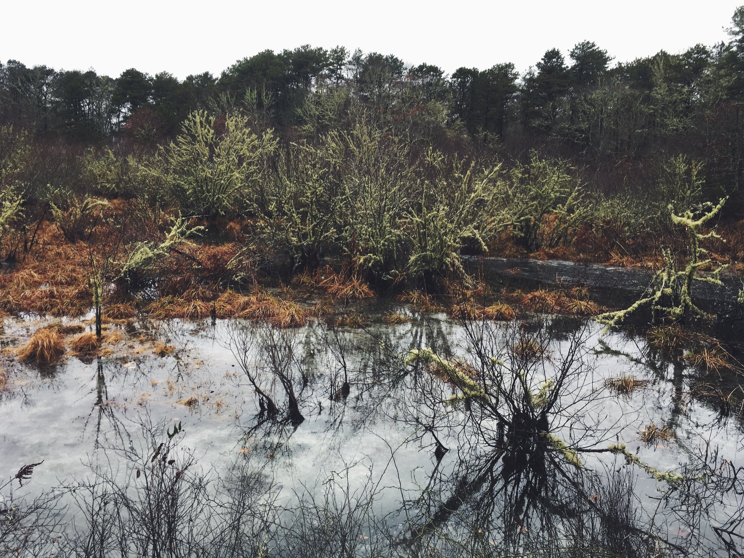 Santuit Pond Preserve, Mashpee, MA • December 17, 2018