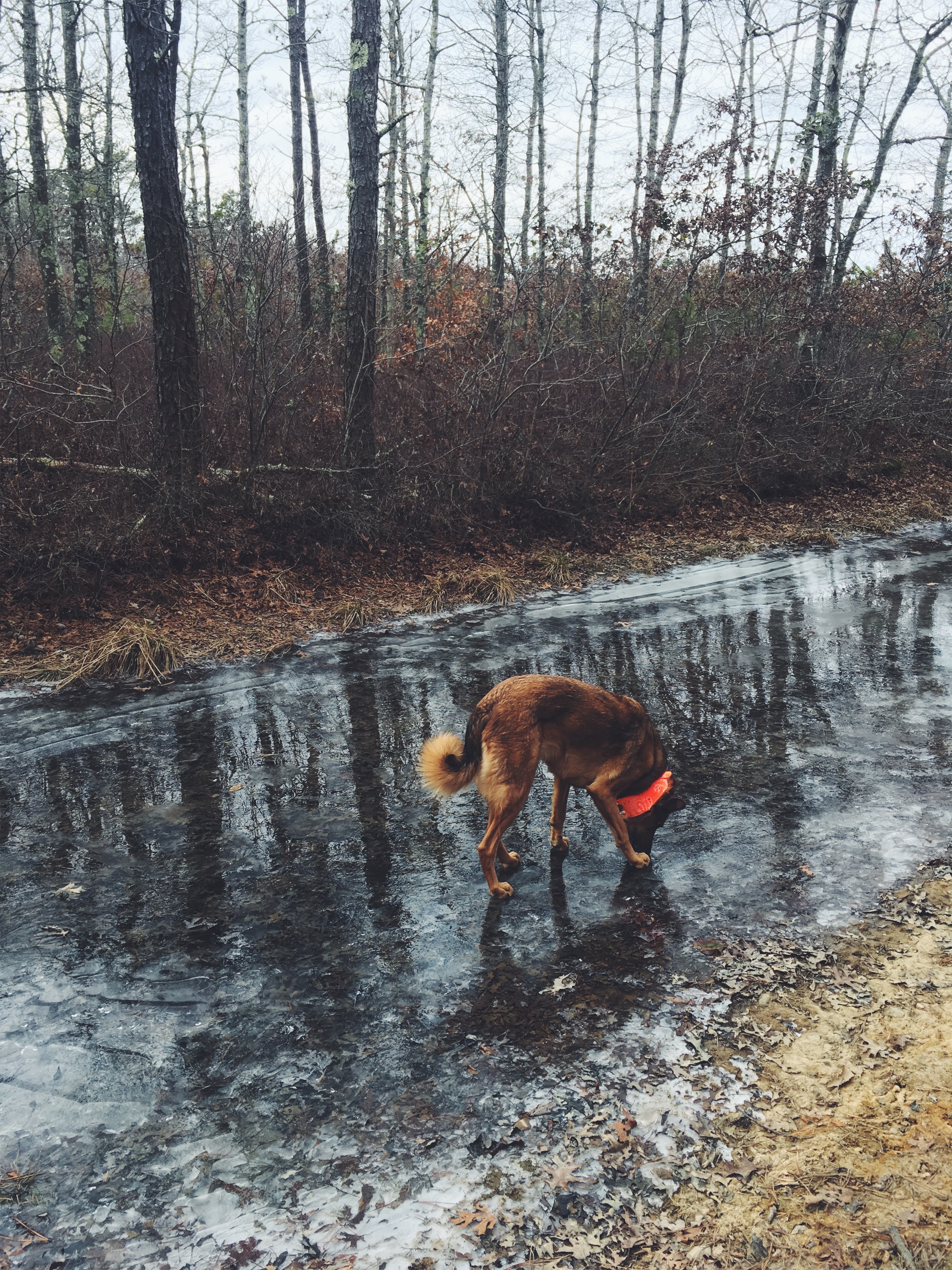Mashpee National Wildlife Refuge, Mashpee, MA • December 10, 2018