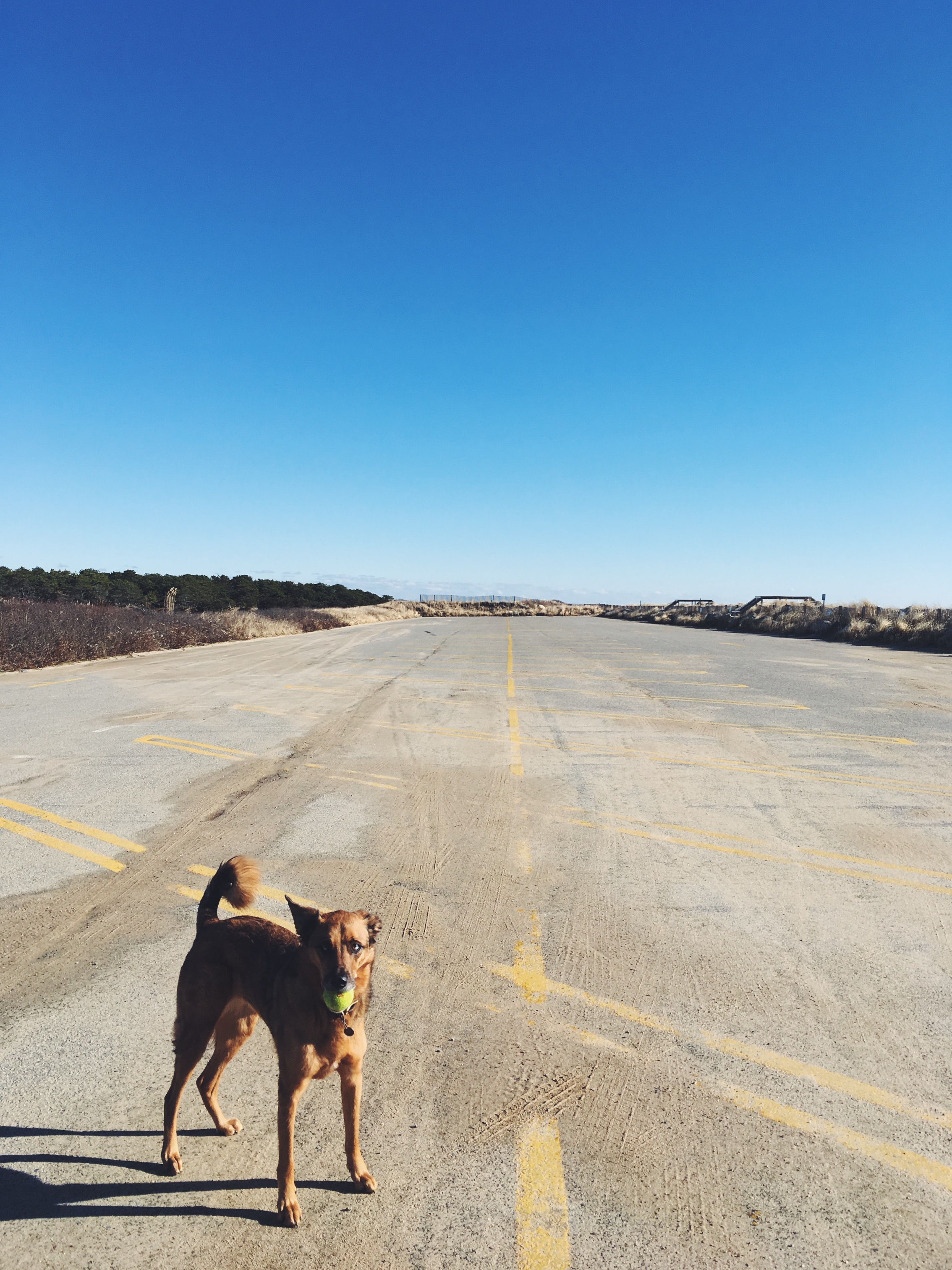 South Cape Beach, Mashpee, MA • December 7, 2018