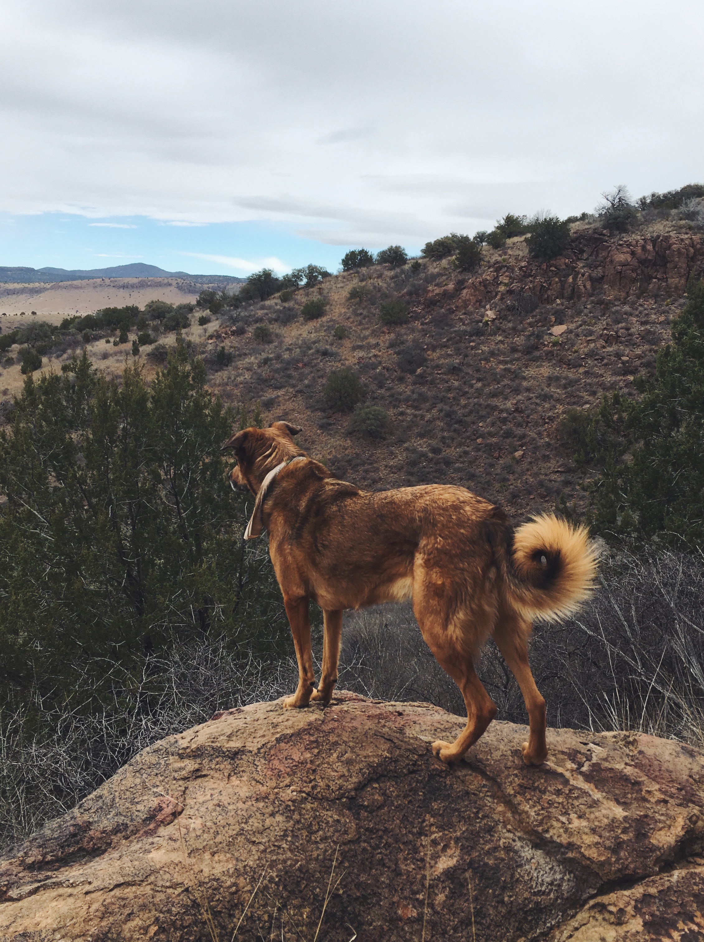 Davis Mountains State Park, Fort Davis, TX • Jan 31