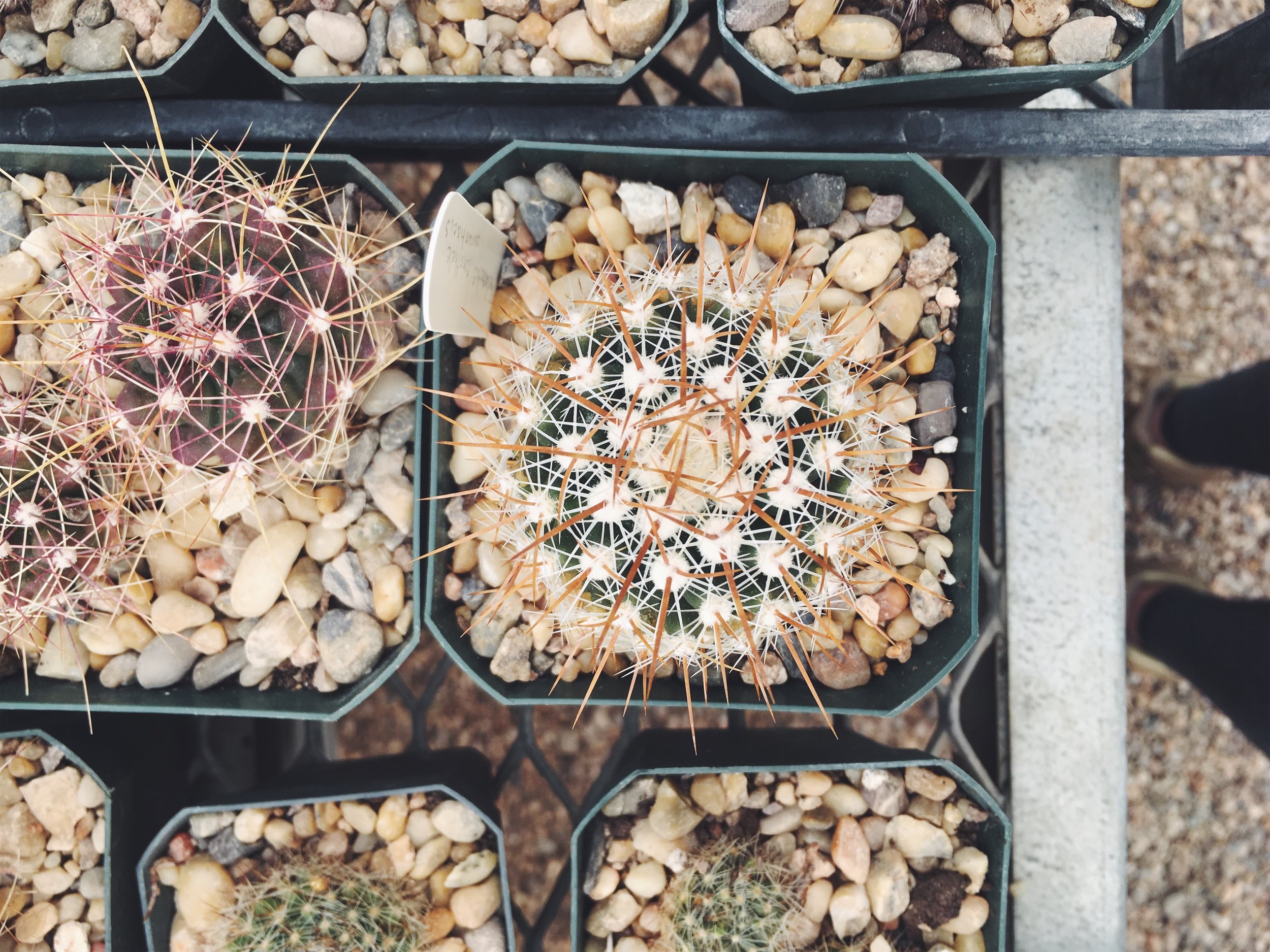 Chihuahuan Desert Research Institute, Fort Davis, TX • Jan 19