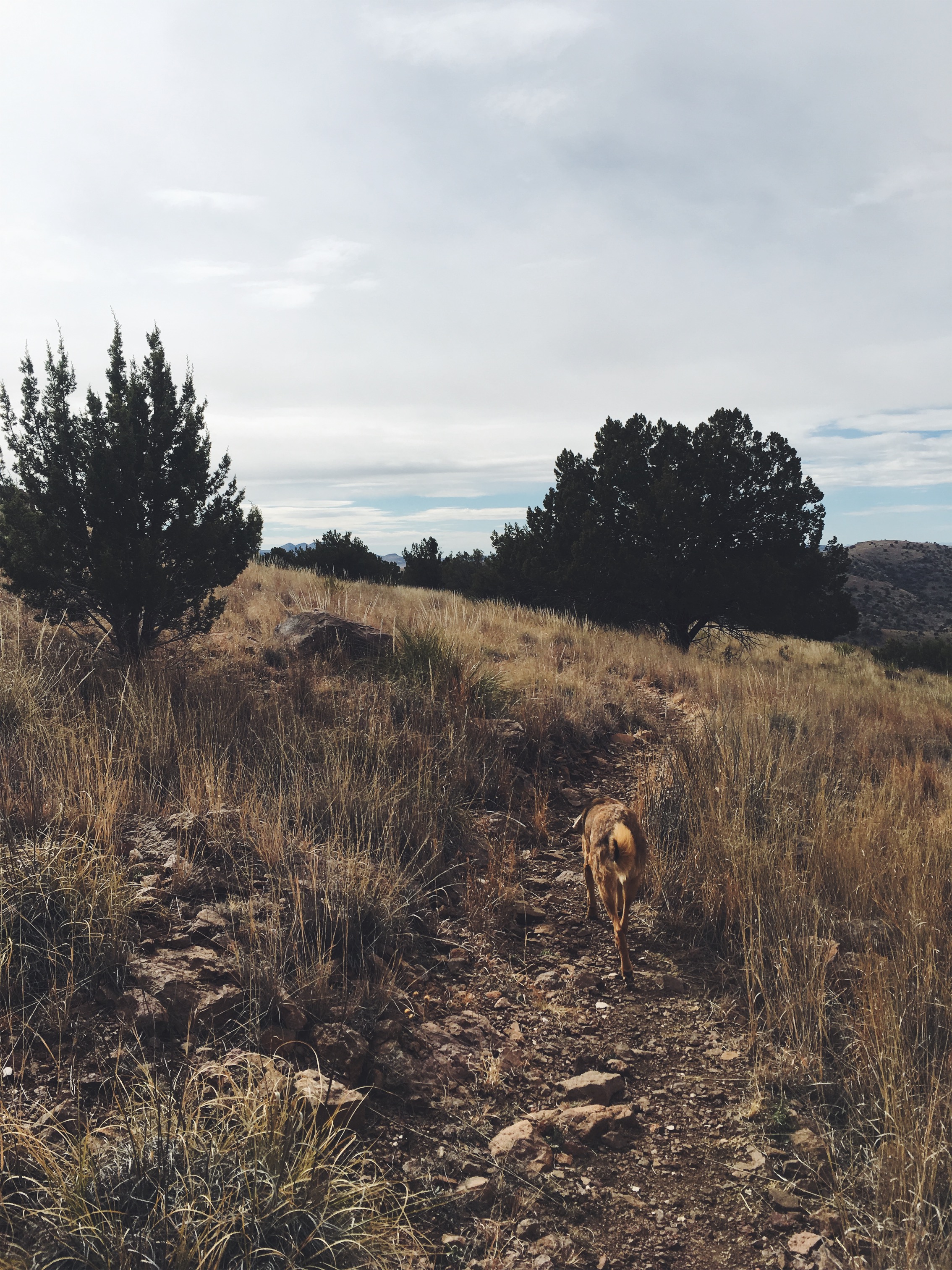 Davis Mountains State Park, Fort Davis, TX • Jan 31