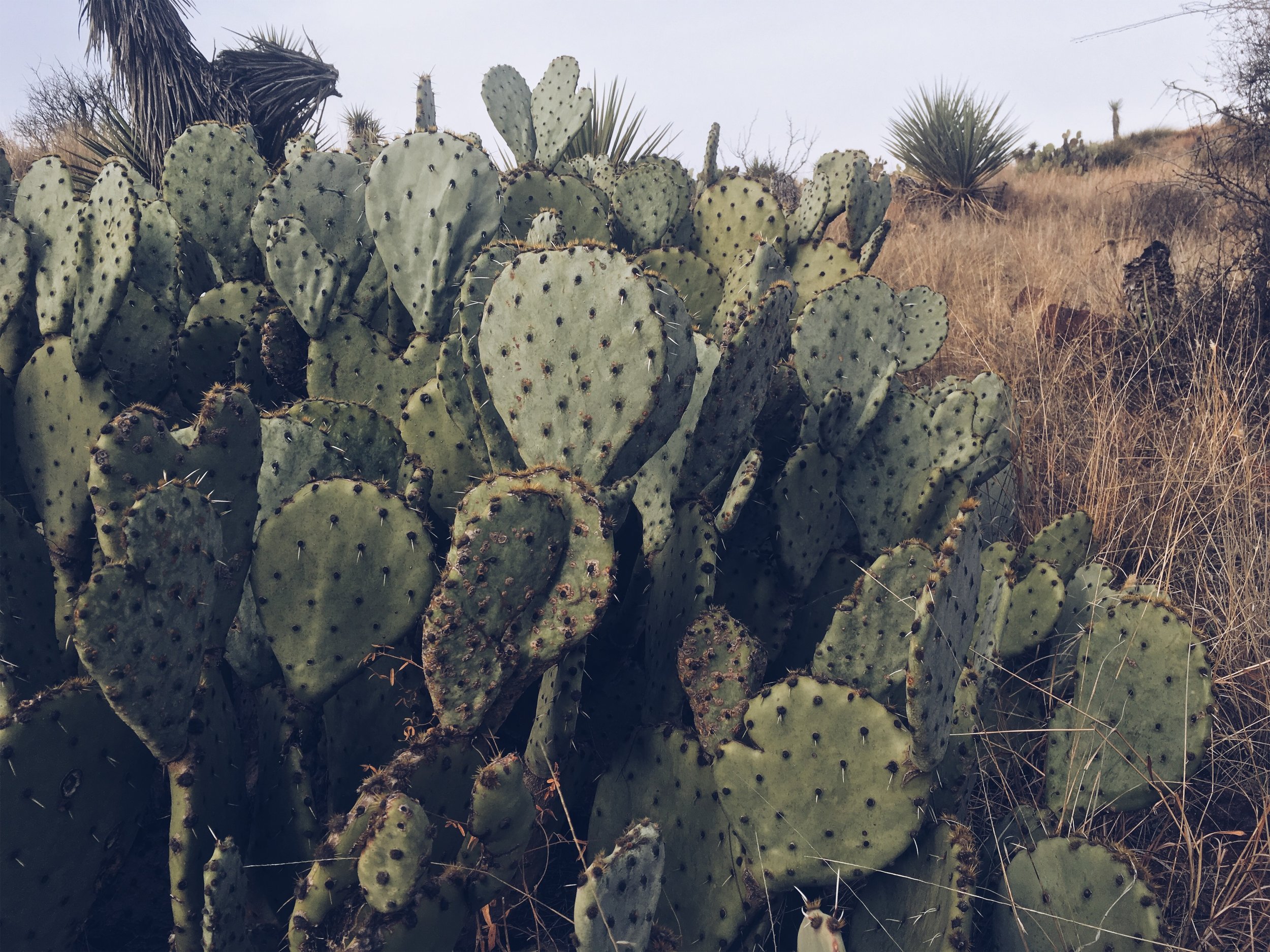 Hancock Hill, Alpine, TX • Feb 6