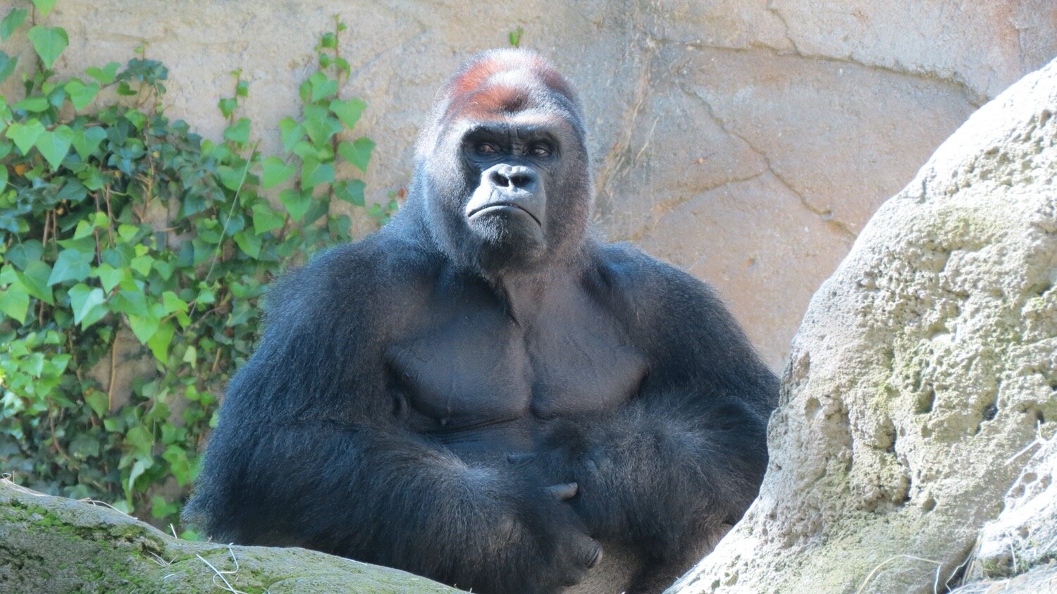 An unimpressed resident of Madrid Zoo.JPG