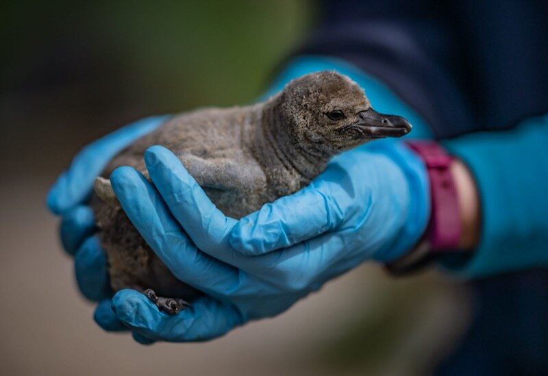 Penguin-chicks-hatch-at-Chester-Zoo...-and-keepers-are-naming-them-after-NHS-hospitals-in-tribute-to-our-NHS-heroes-34-scaled.jpg