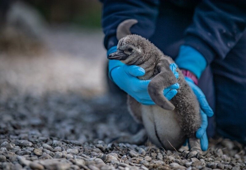 Penguin-chicks-hatch-at-Chester-Zoo...-and-keepers-are-naming-them-after-NHS-hospitals-in-tribute-to-our-NHS-heroes-76-scaled.jpg