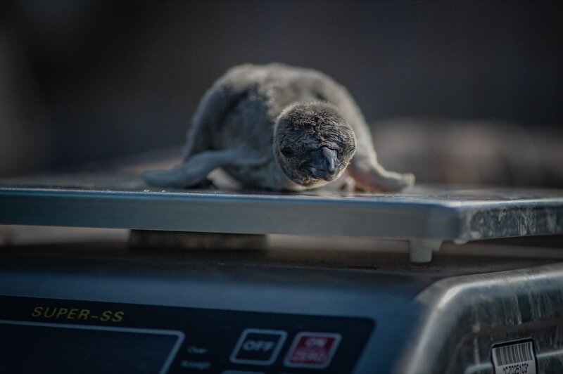 Penguin-chicks-hatch-at-Chester-Zoo...-and-keepers-are-naming-them-after-NHS-hospitals-in-tribute-to-our-NHS-heroes-50-scaled.jpg