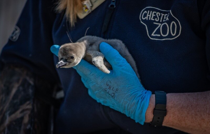 Penguin chicks hatch at Chester Zoo... and keepers are naming them after NHS hospitals in tribute to our NHS heroes (65).jpg