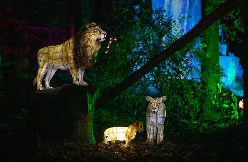 The Lanterns return this Christmas at Chester Zoo (5).jpg
