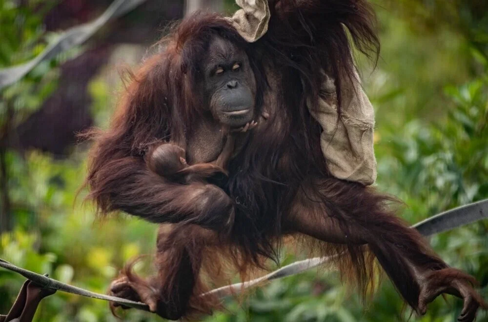 Critically Endangered Orangutan Born at Chester Zoo