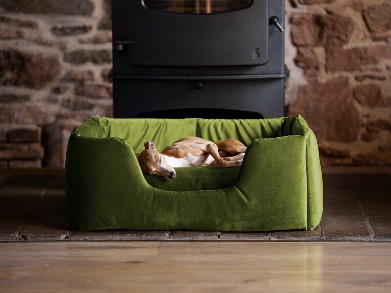 Lifestyle image - Charley Chau Deeply Dishy Dog Bed in Velour Contrast Leaf from £140 Charleychau.com.jpg