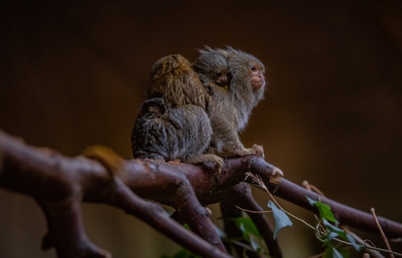 One of the world’s smallest monkeys born at Chester Zoo (14).jpg