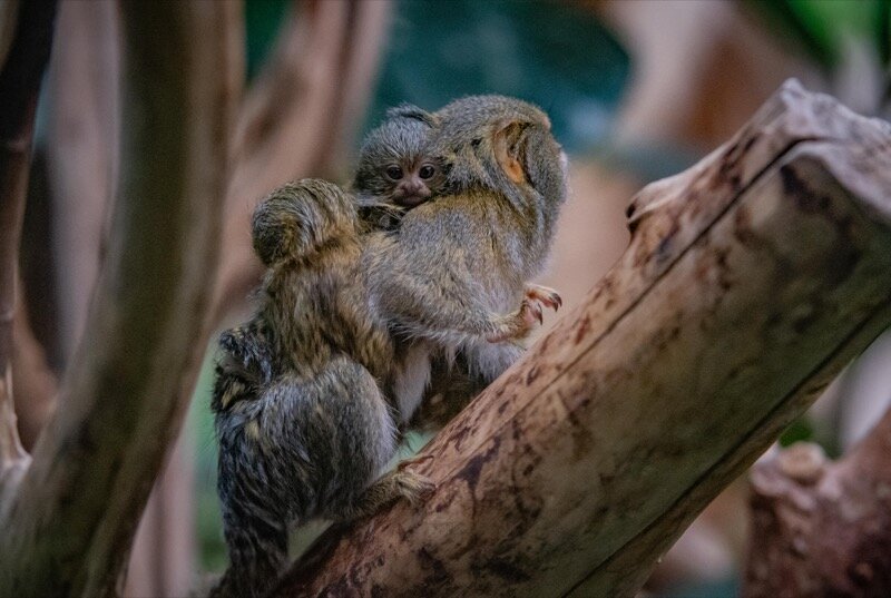 One of the world’s smallest monkeys born at Chester Zoo (13).jpg