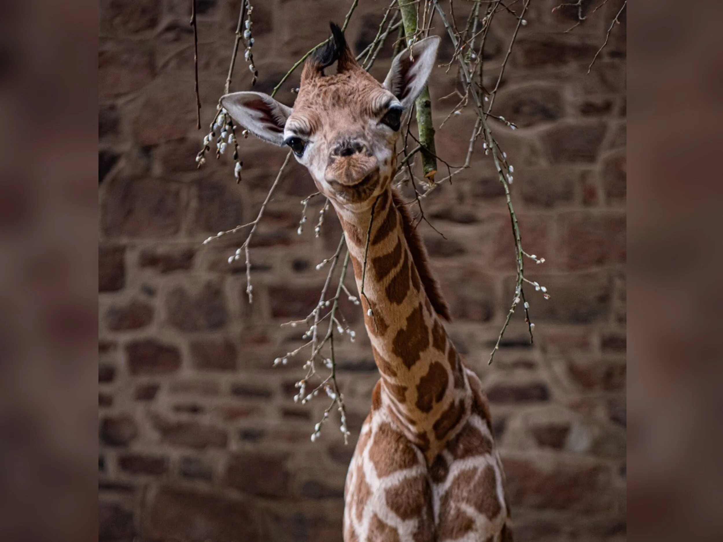 Cameras capture incredible moment rare giraffe is born at Chester Zoo