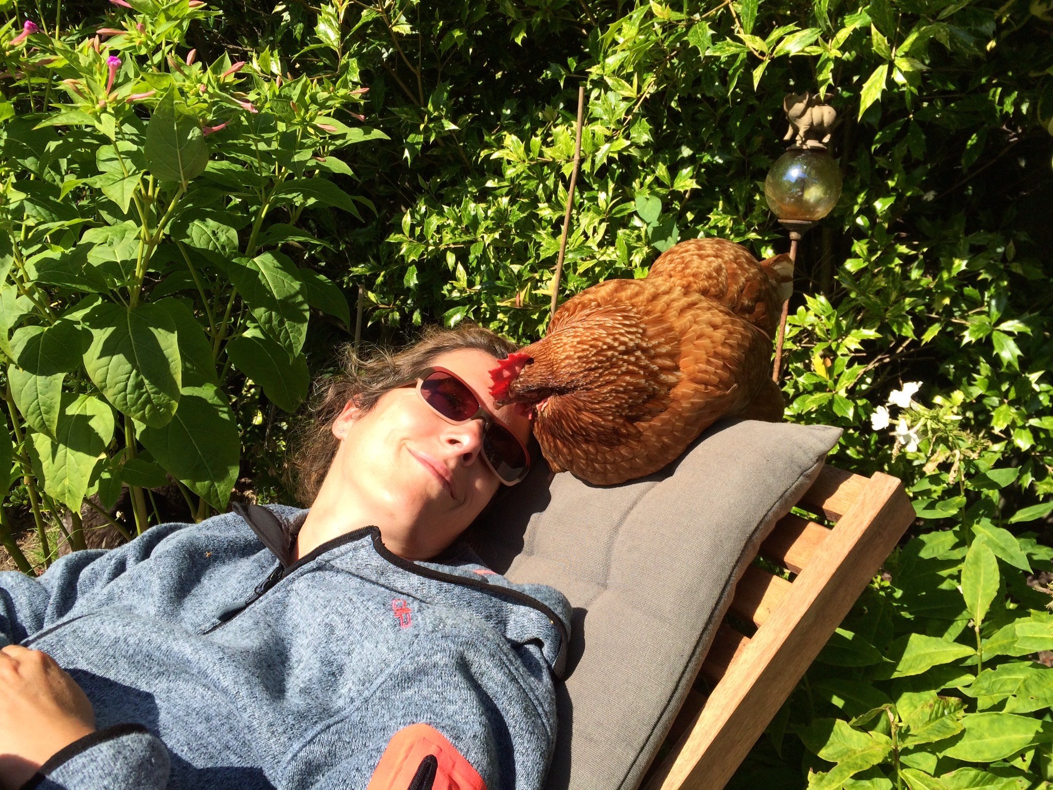 Do you want to experience ‘the pet hen effect’?