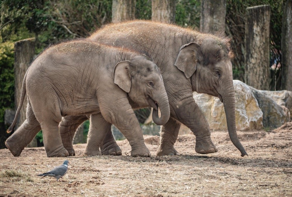 Asian elephant calves.jpg