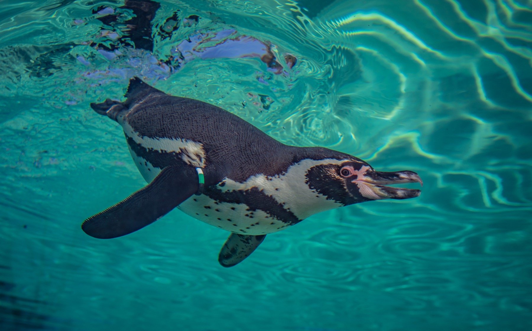 Humboldt penguin.jpg