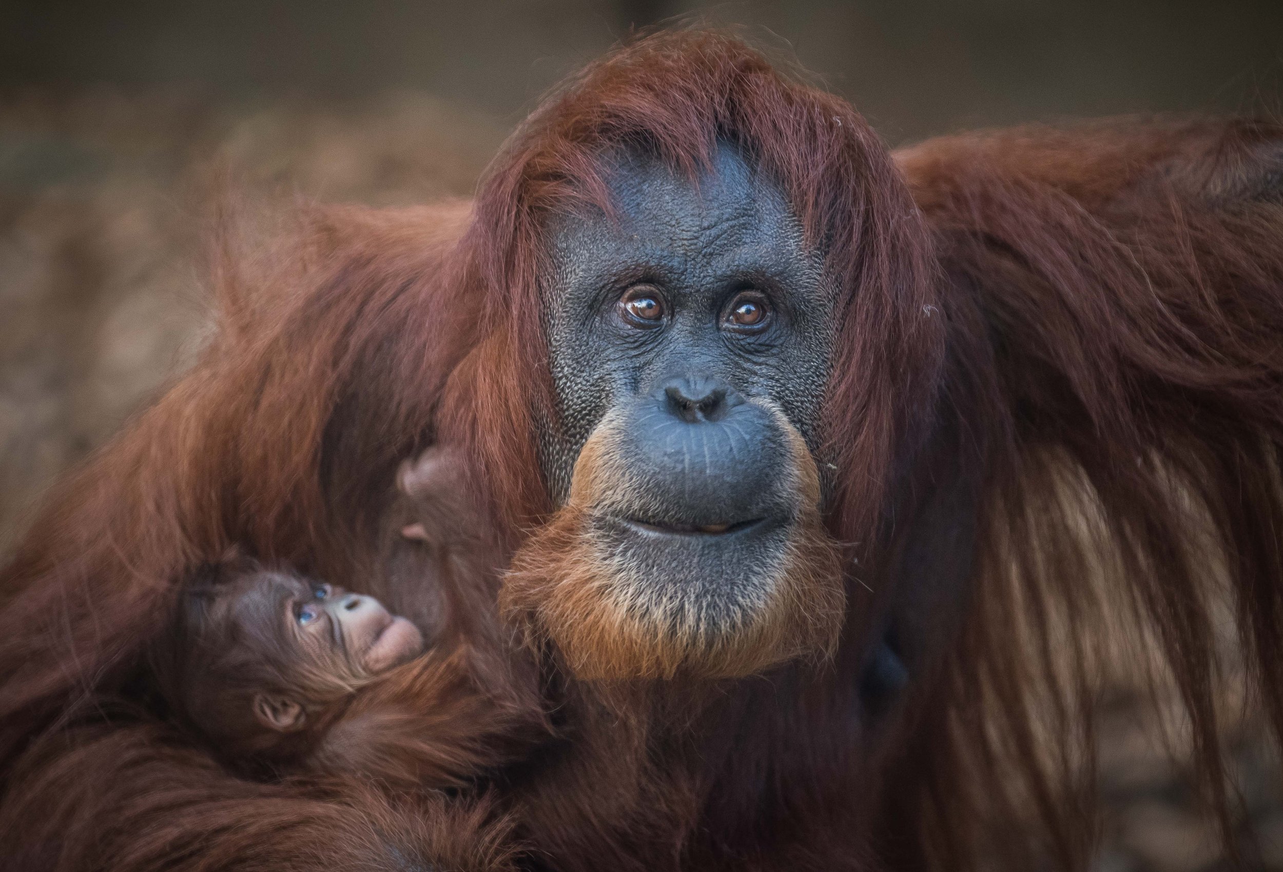 Sumatran orangutan, 'Emma' with baby.jpg