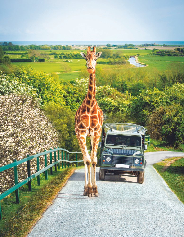 Giraffe Safari at Port Lympne.jpg