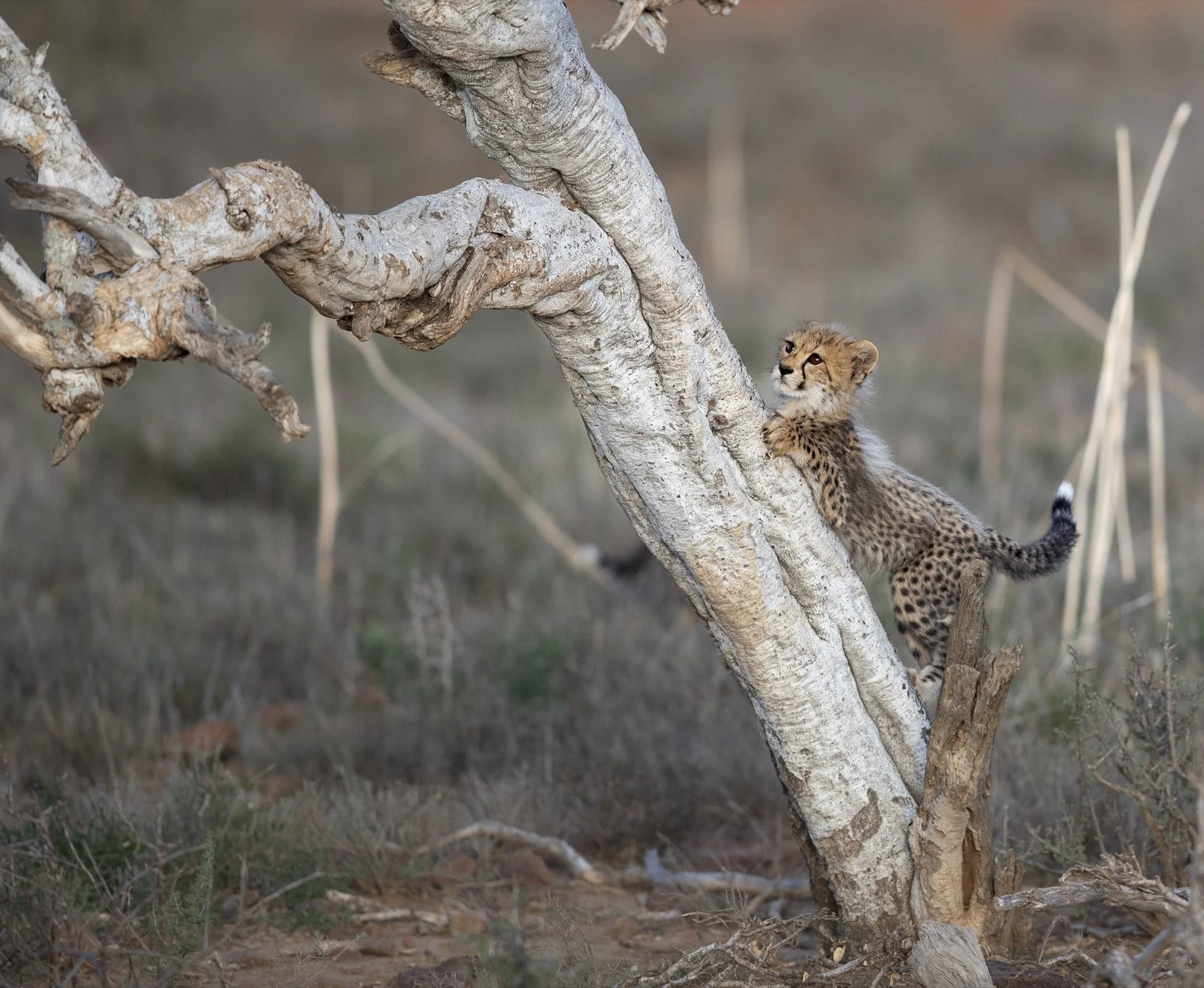 cheetah-cub-climbing-tree-samara-karoo-andrew-ackermann.jpg