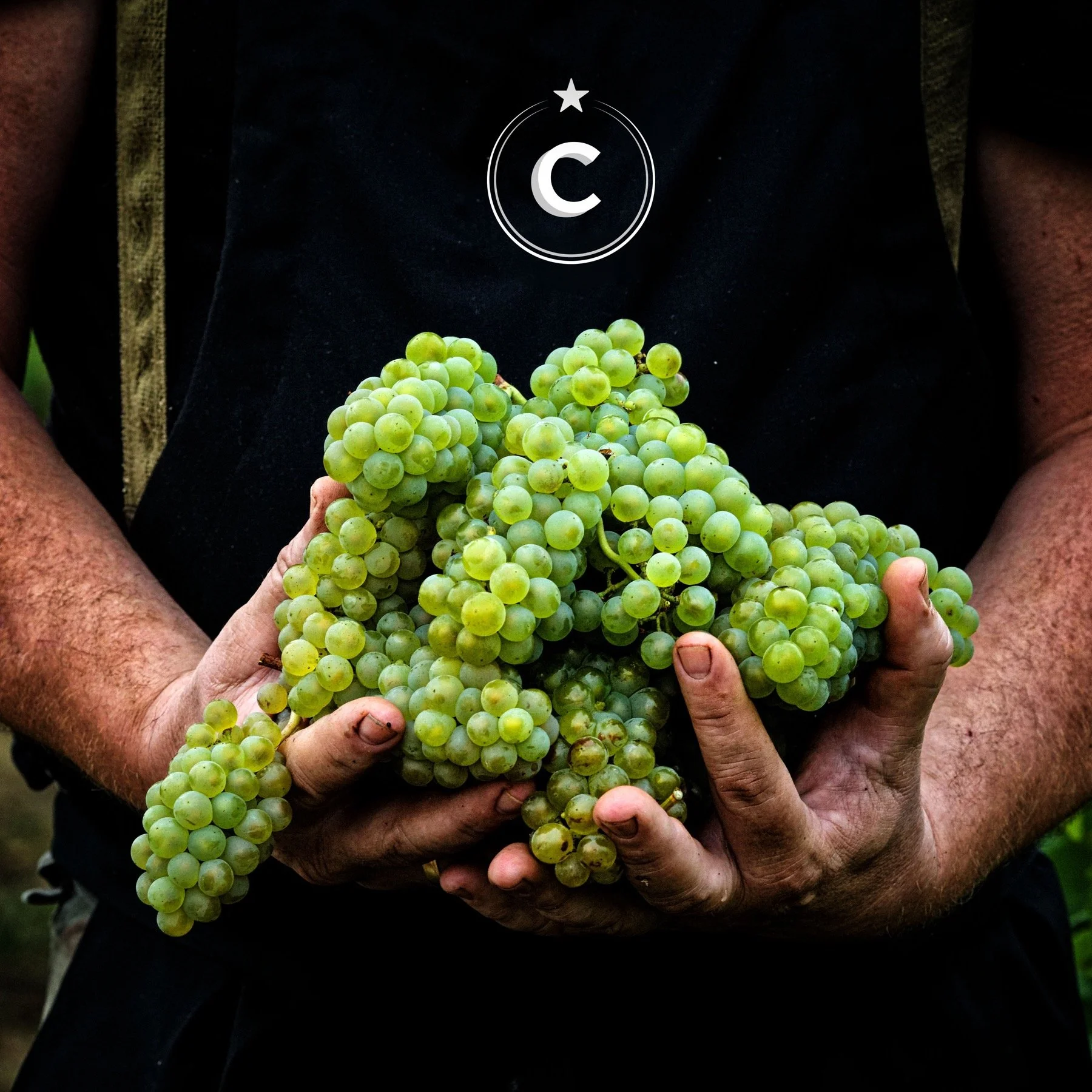 cattieregoulet (14) avec MI .jpg