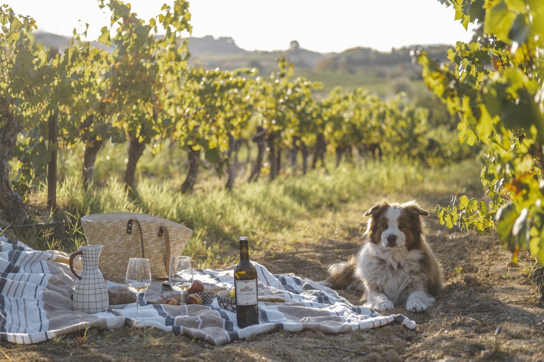Picnics in the vines .jpg