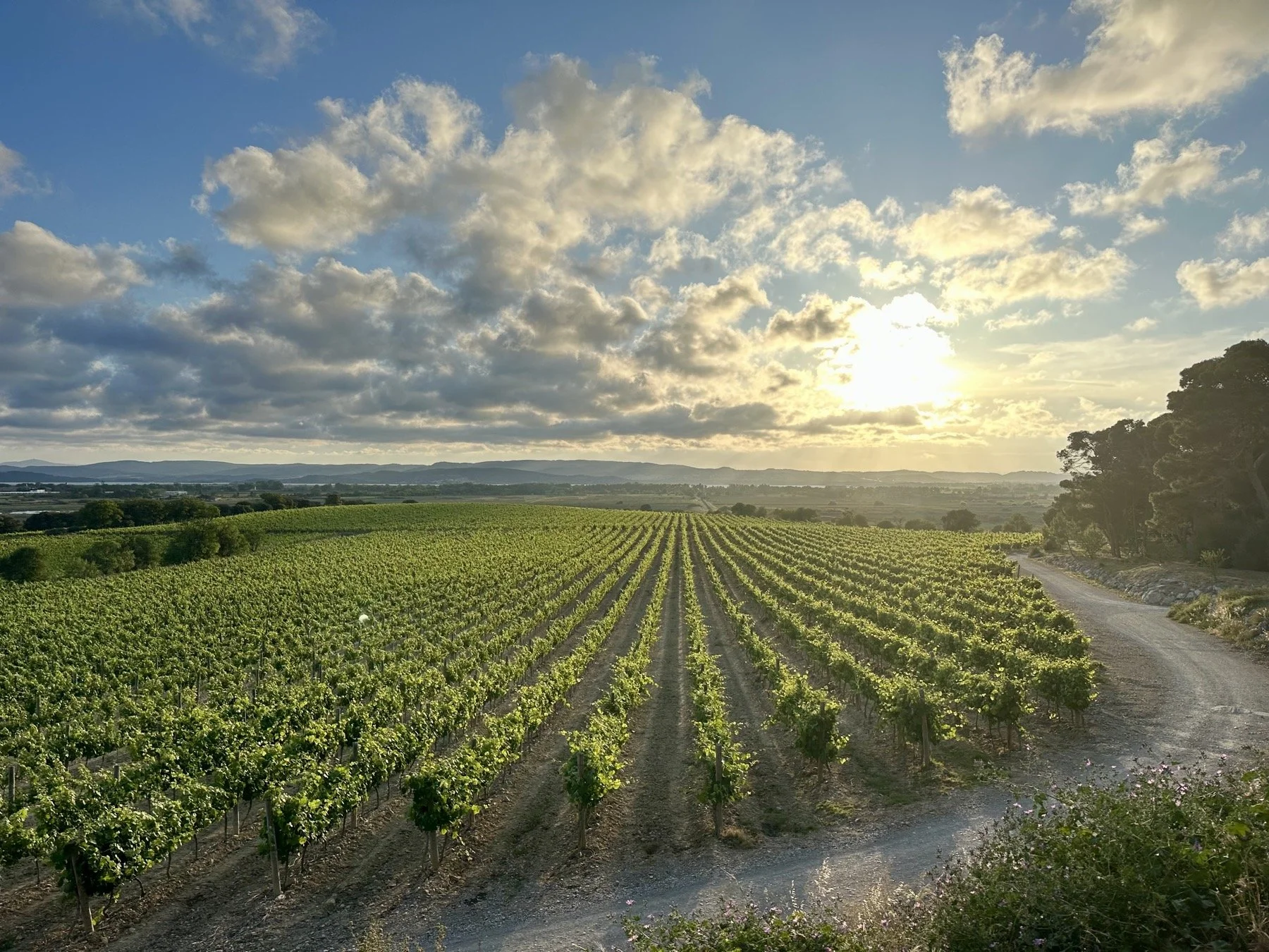 Vineyard views.jpeg