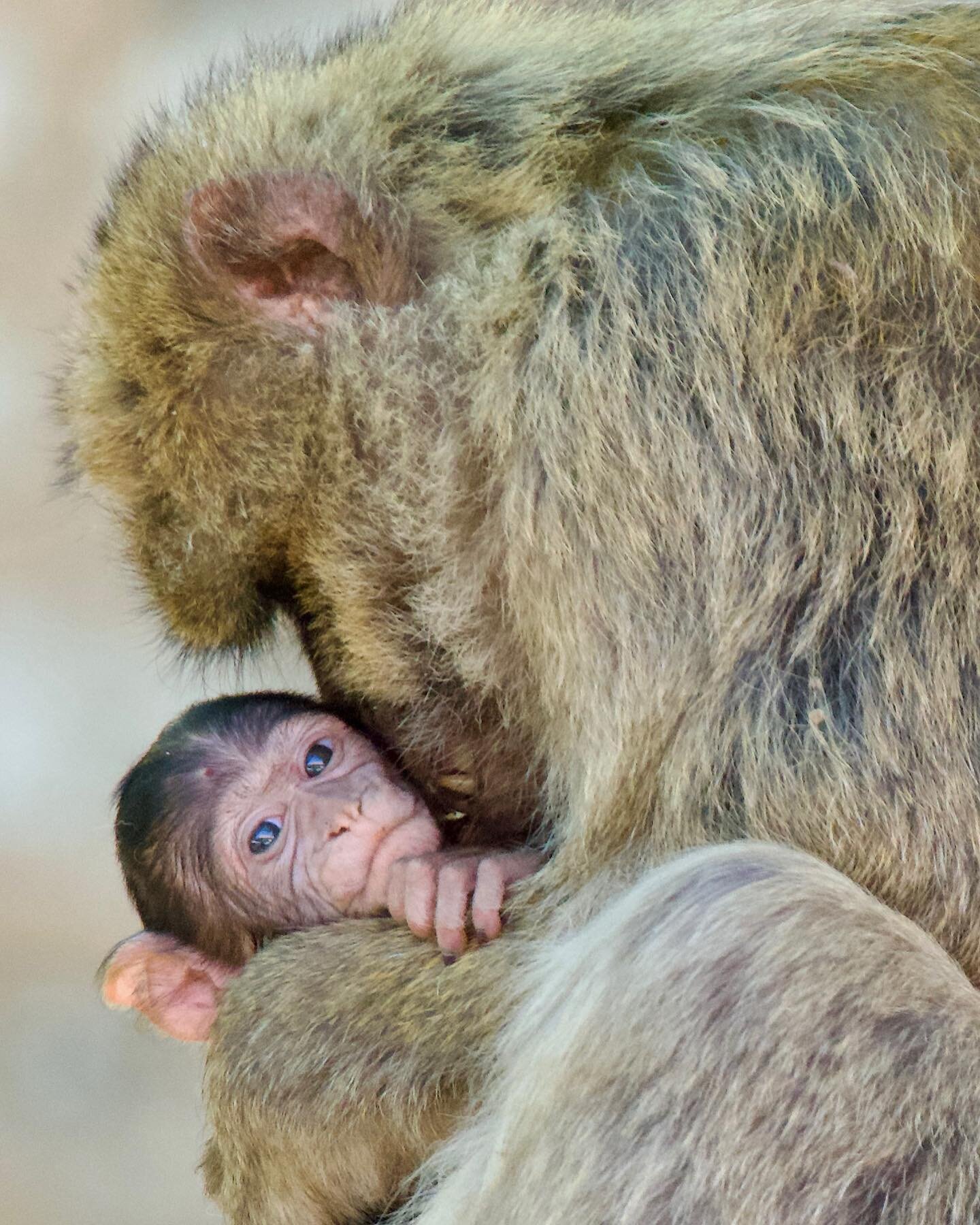 Troops of these incredibly friendly Barbary Macaques live in the cedar forest surrounding the Moroccan towns of #Ifrane and #Azrou.

I was lucky enough to get these images (made from a respectful distance) on my last visit. This newborn monkey is jus