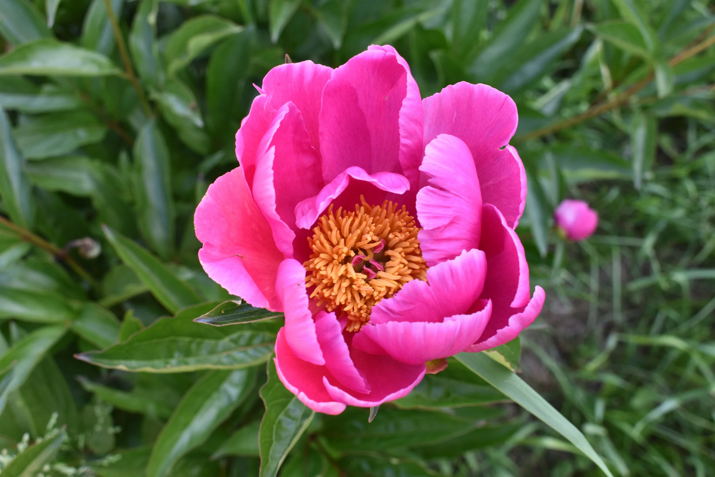 DSC_0060.jpg