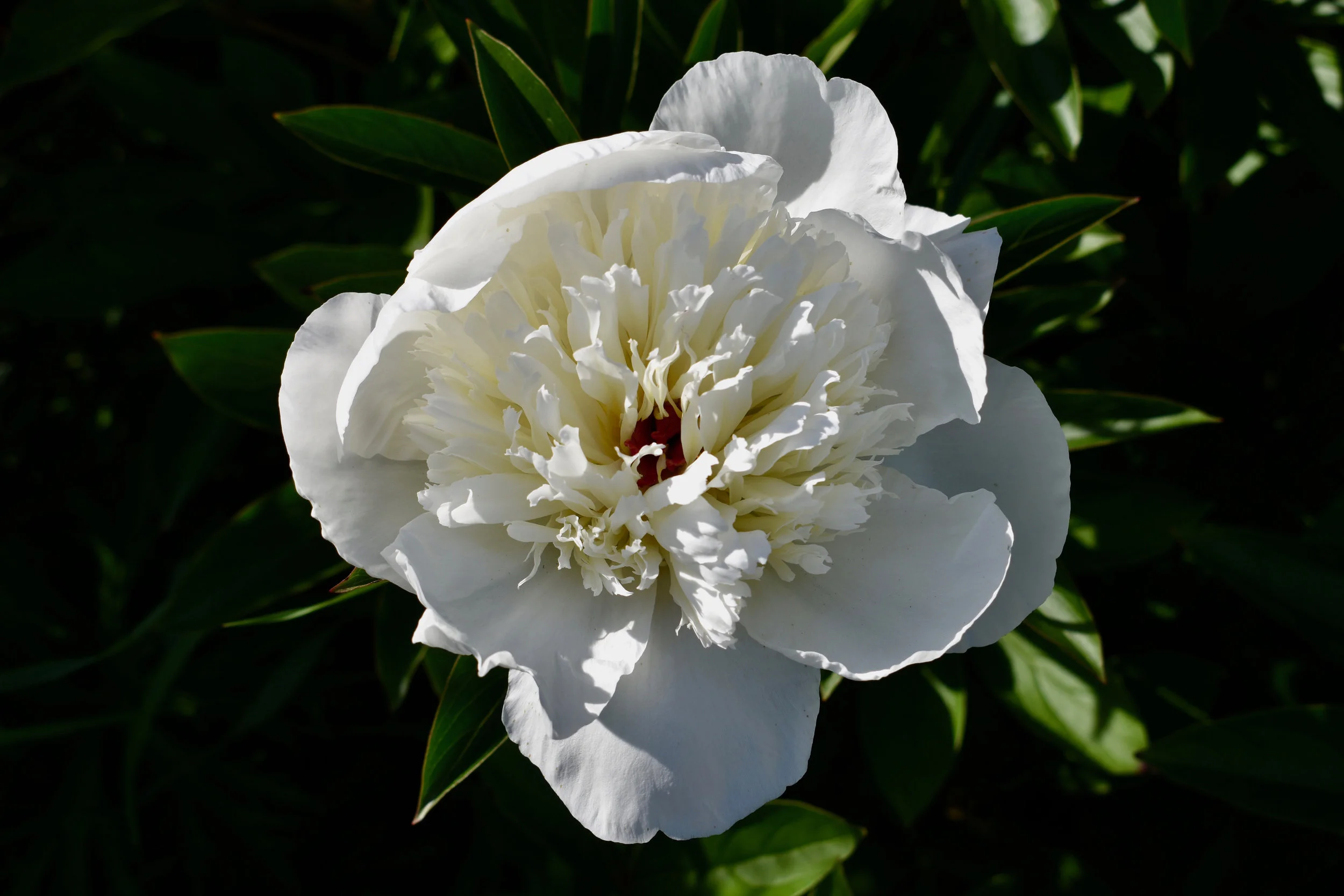 DSC_0117.jpg