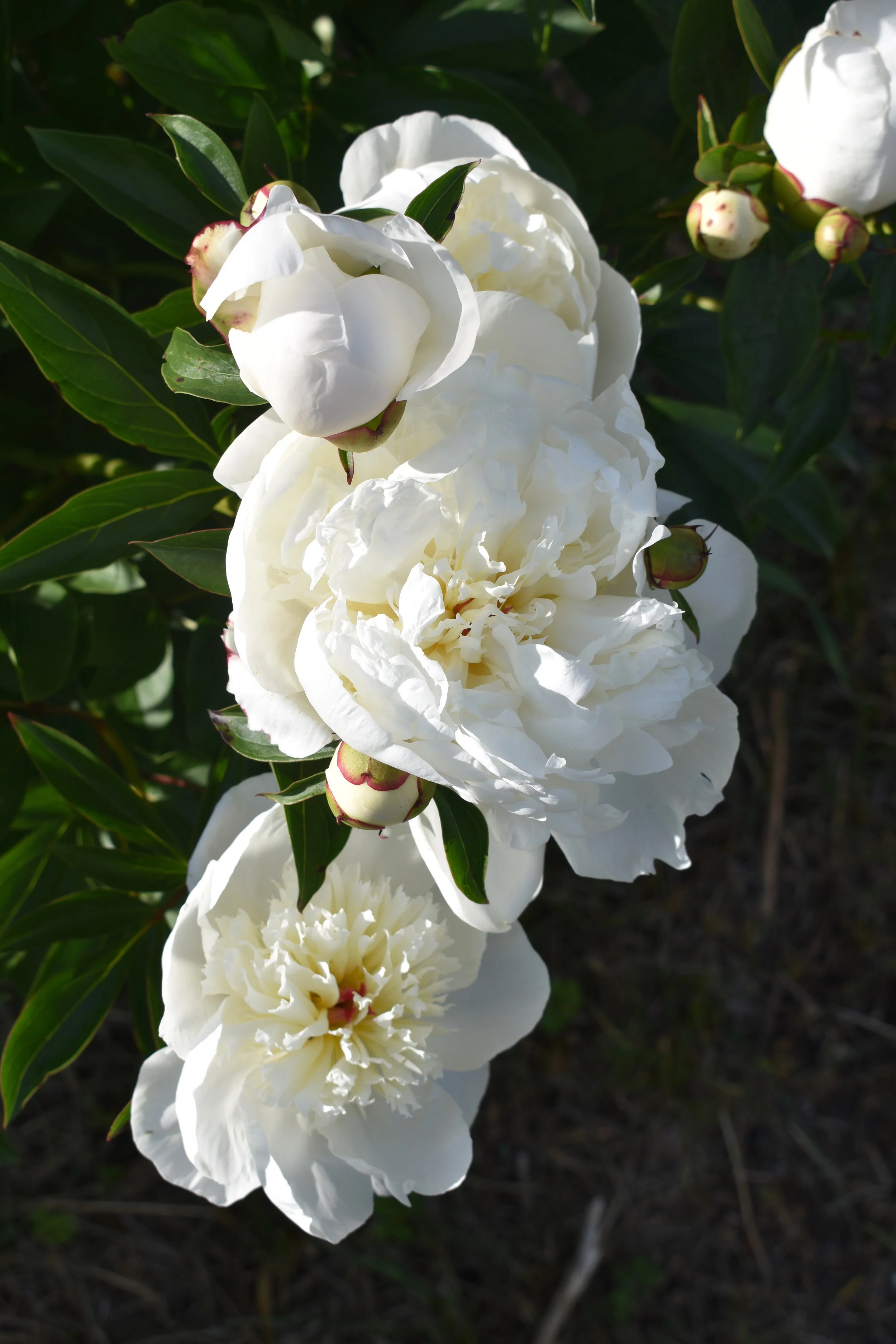 DSC_0116.jpg