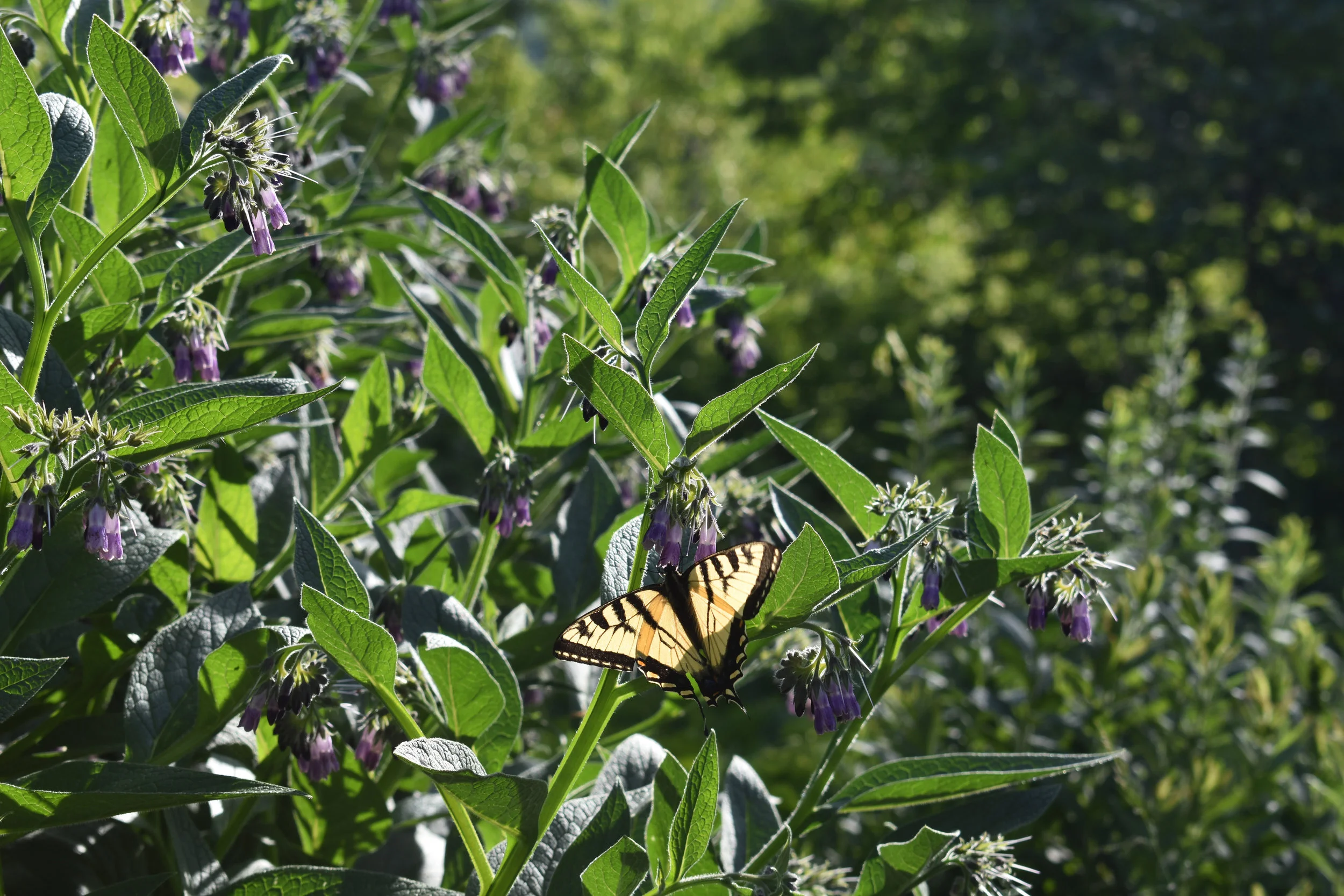 DSC_0467.jpg