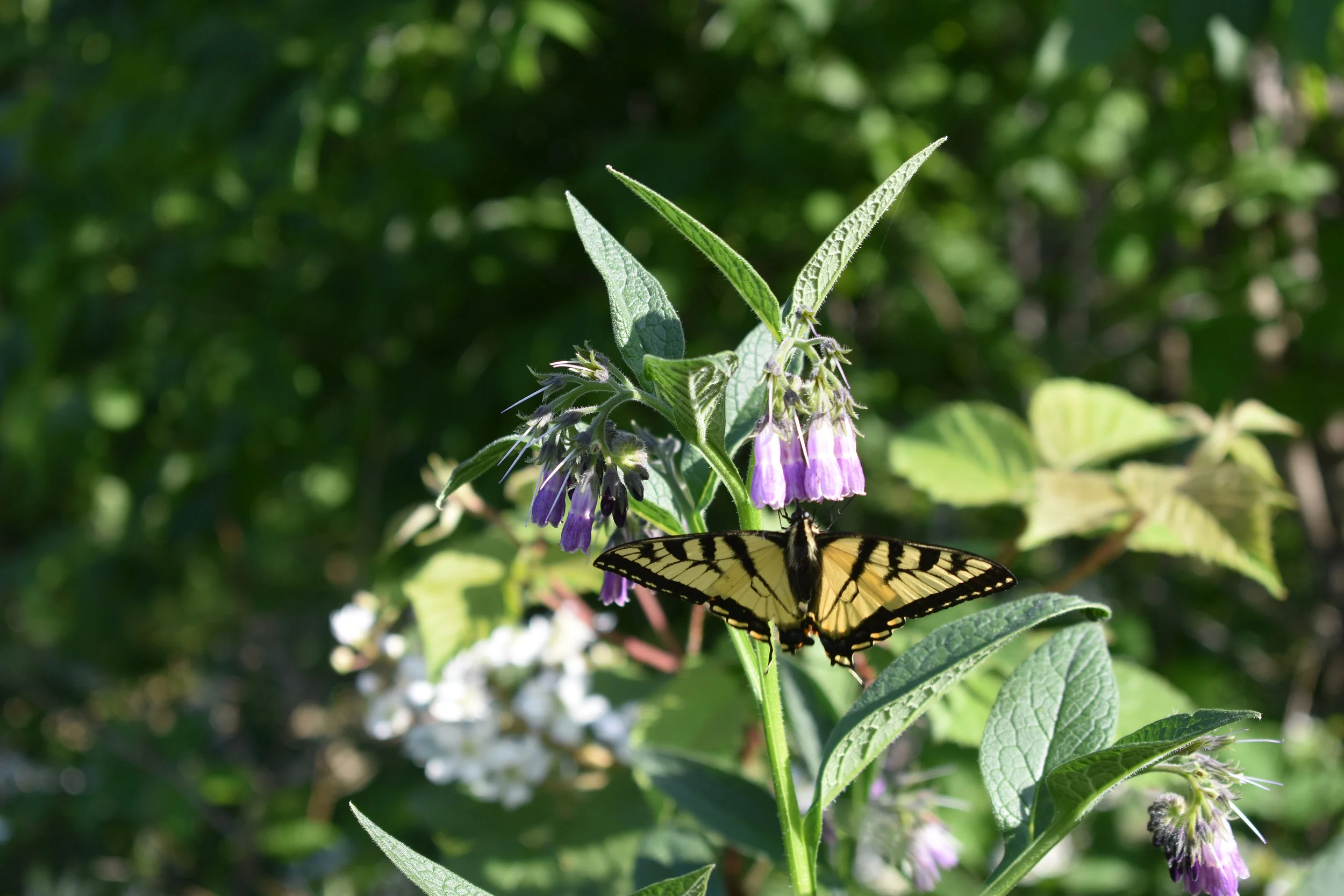 DSC_0516.jpg