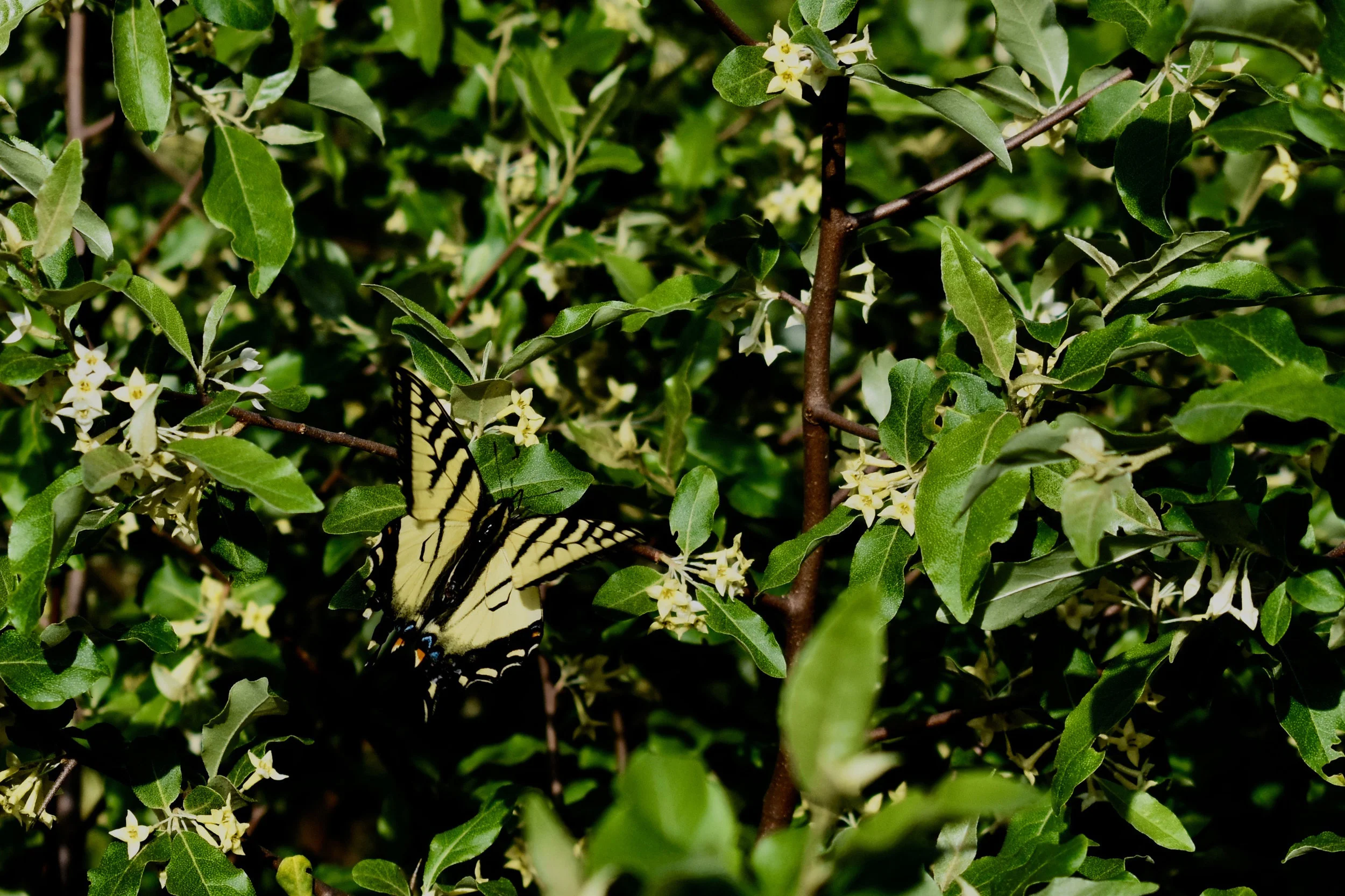 DSC_0808.jpg
