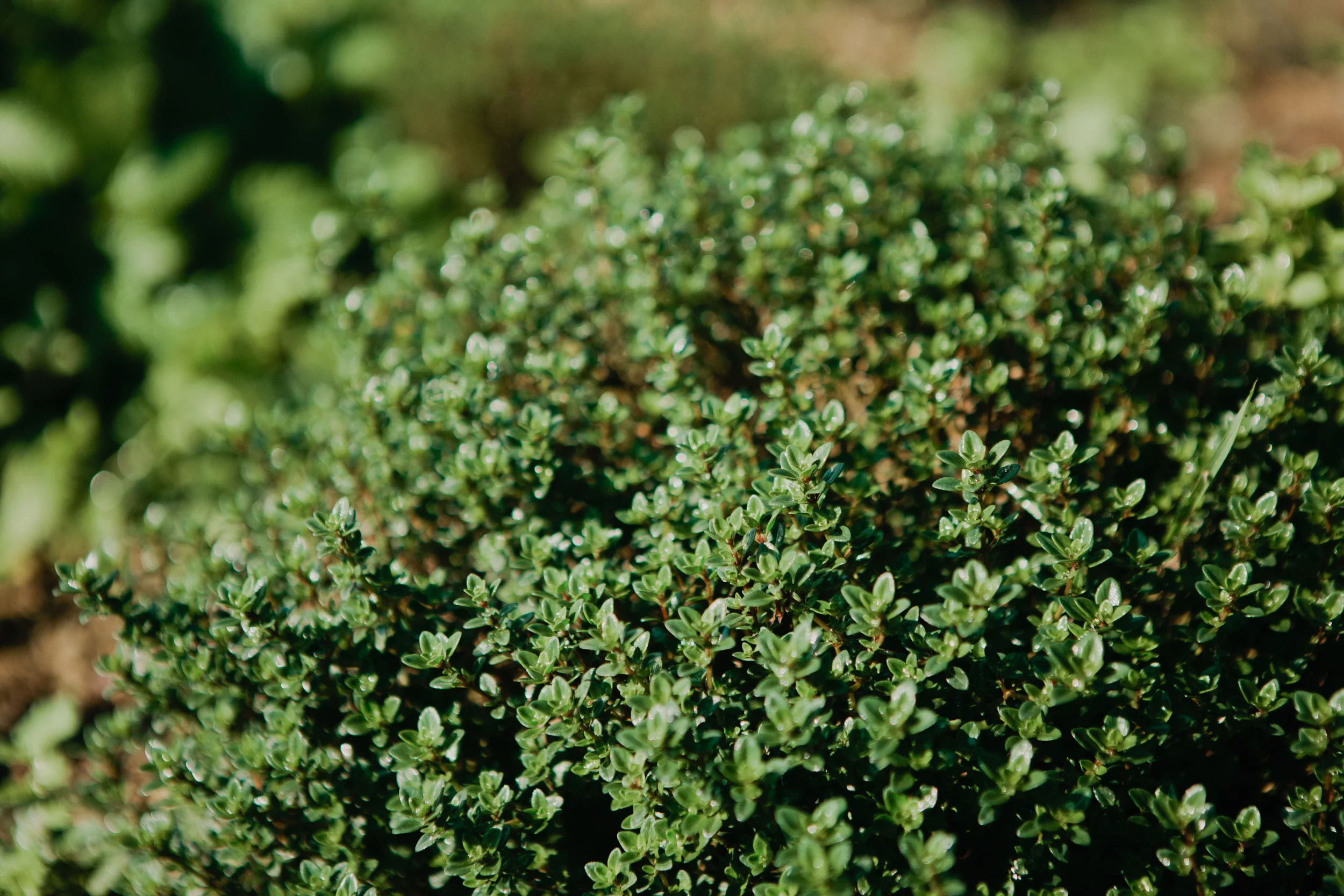 WildGrace-resized-33.jpg