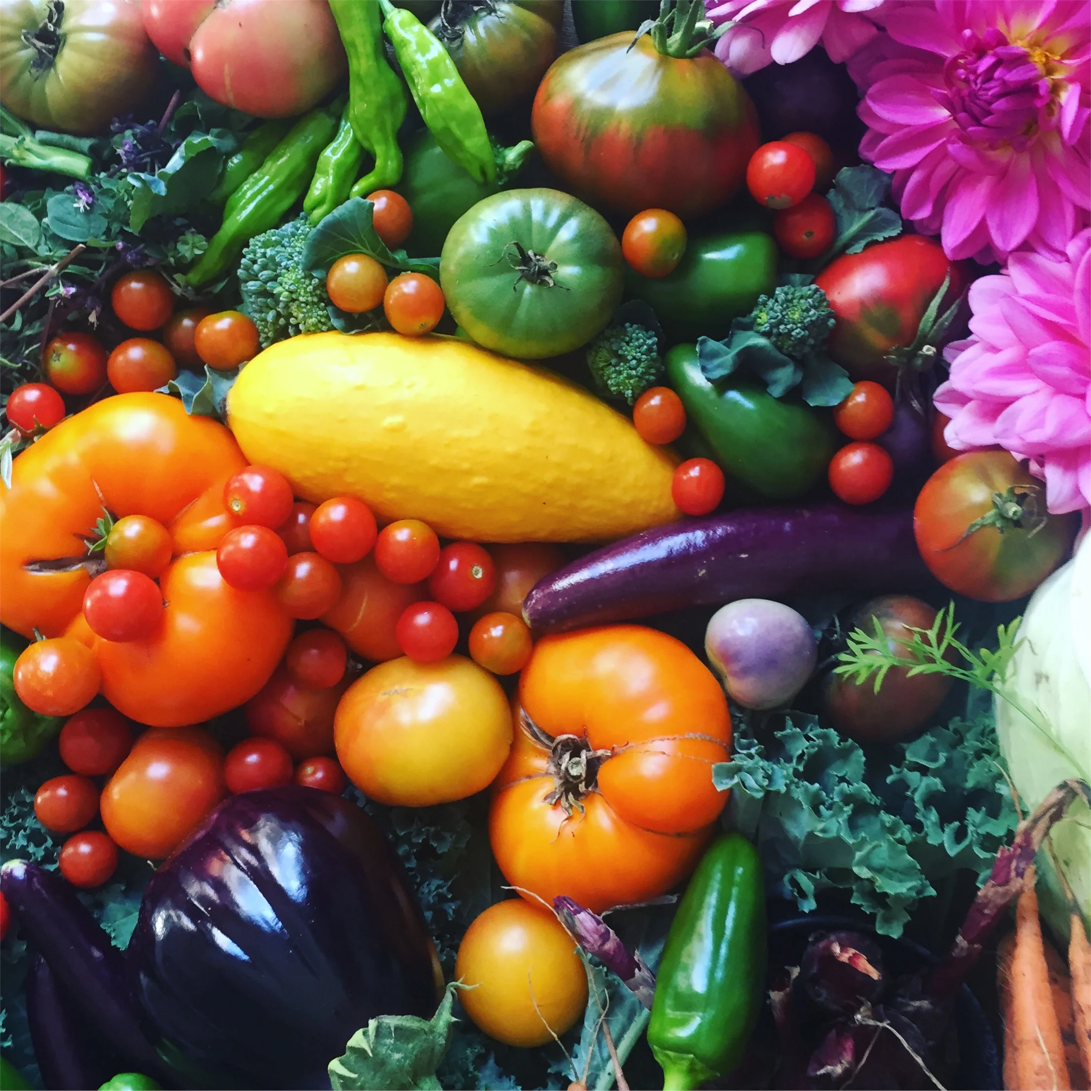 Join our Wild Grace Farm 2019 CSA