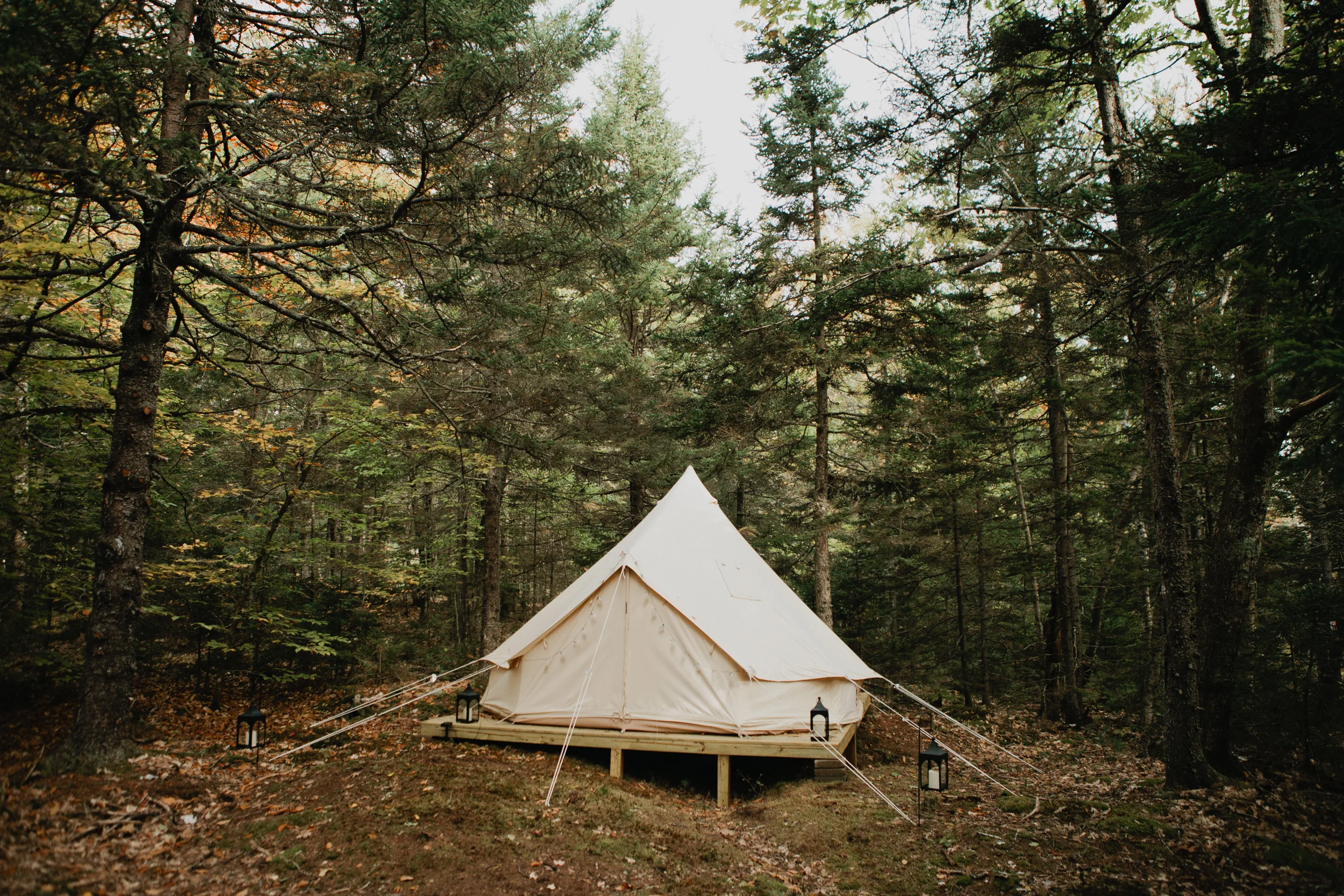 WildGrace-resized-2.jpg