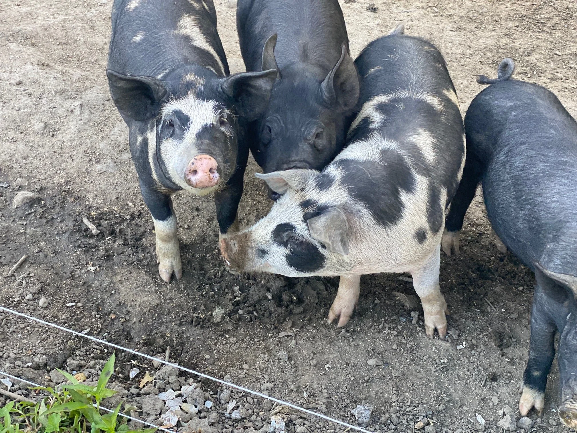 IMG_8336.jpg