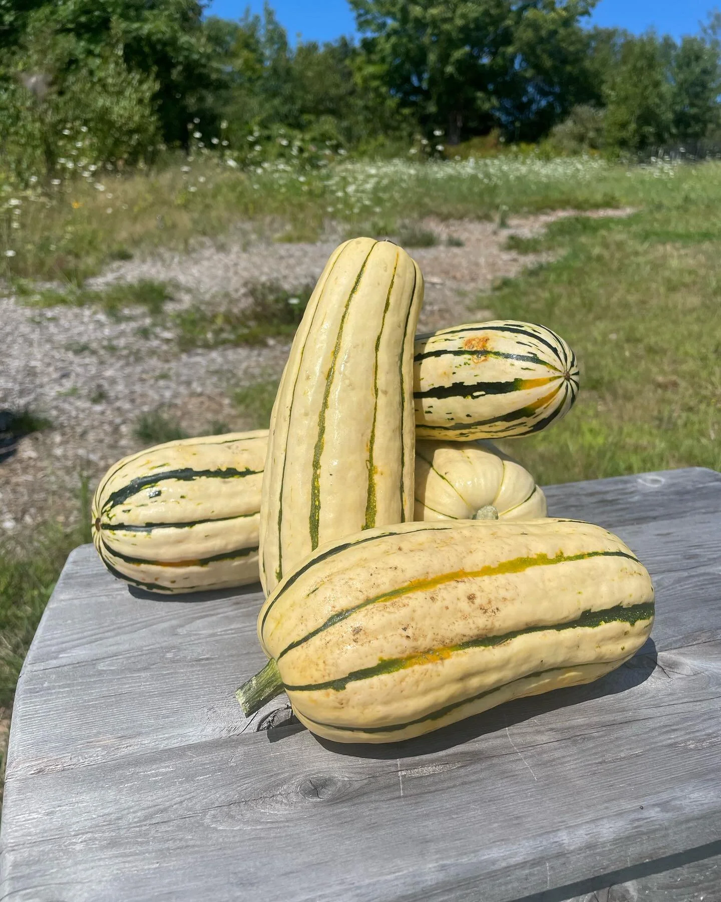 Delicata Squash from @southpawfarm has arrived at @wildgracefarmstore