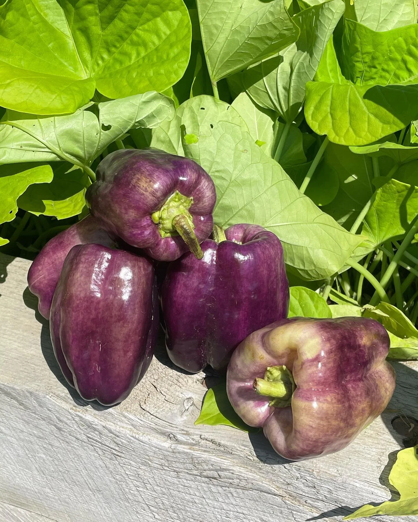Organic Purple Bell Peppers from Marr Pond Farm @marrpondfarm have arrived at @wildgracefarmstore