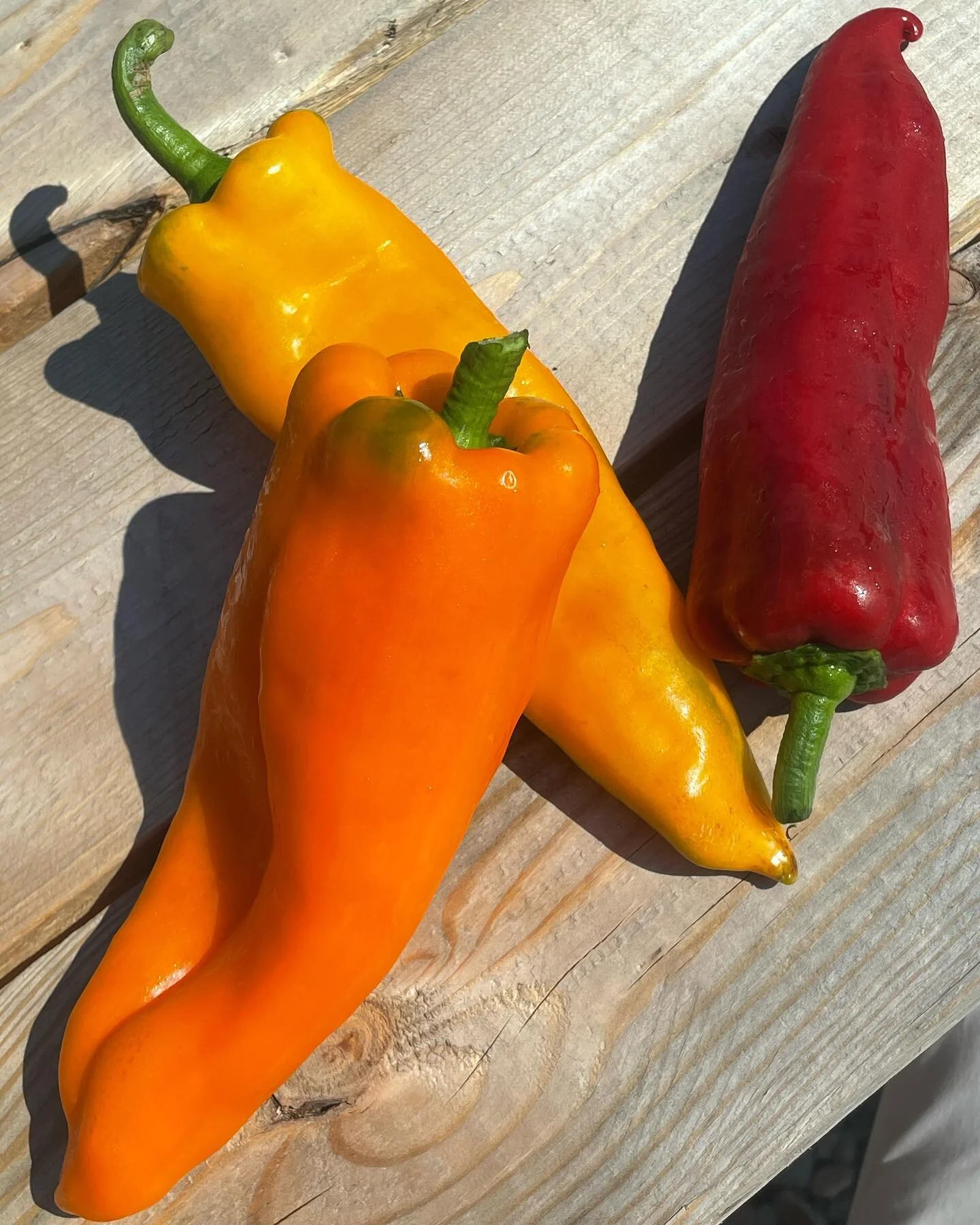 Organic Sweet Peppers from @calyxfarmmaine at @wildgracefarmstore