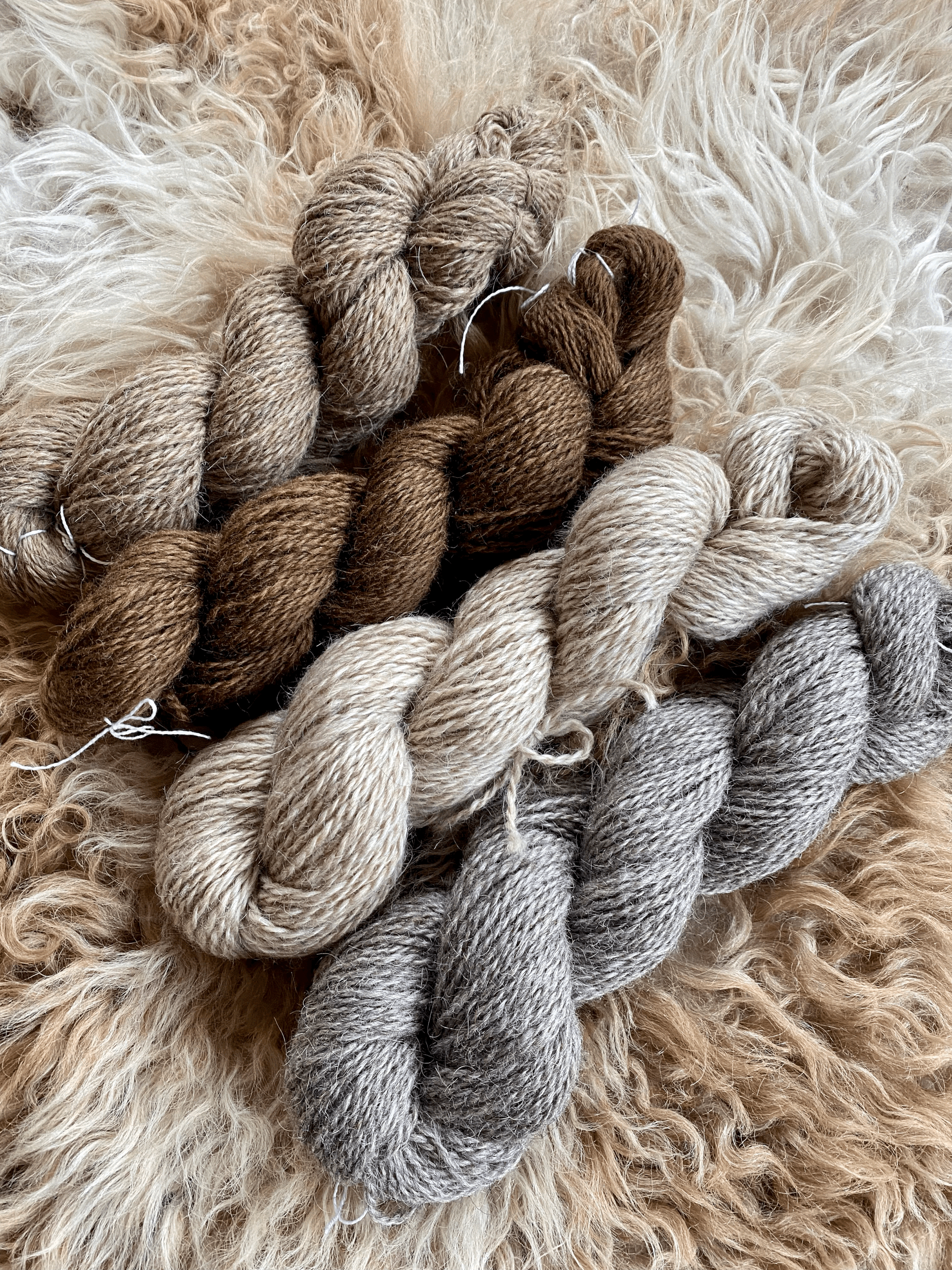 Navajo Churro Wool Roving, Homegrown Natural Colors 4 oz. – Dyers Wool