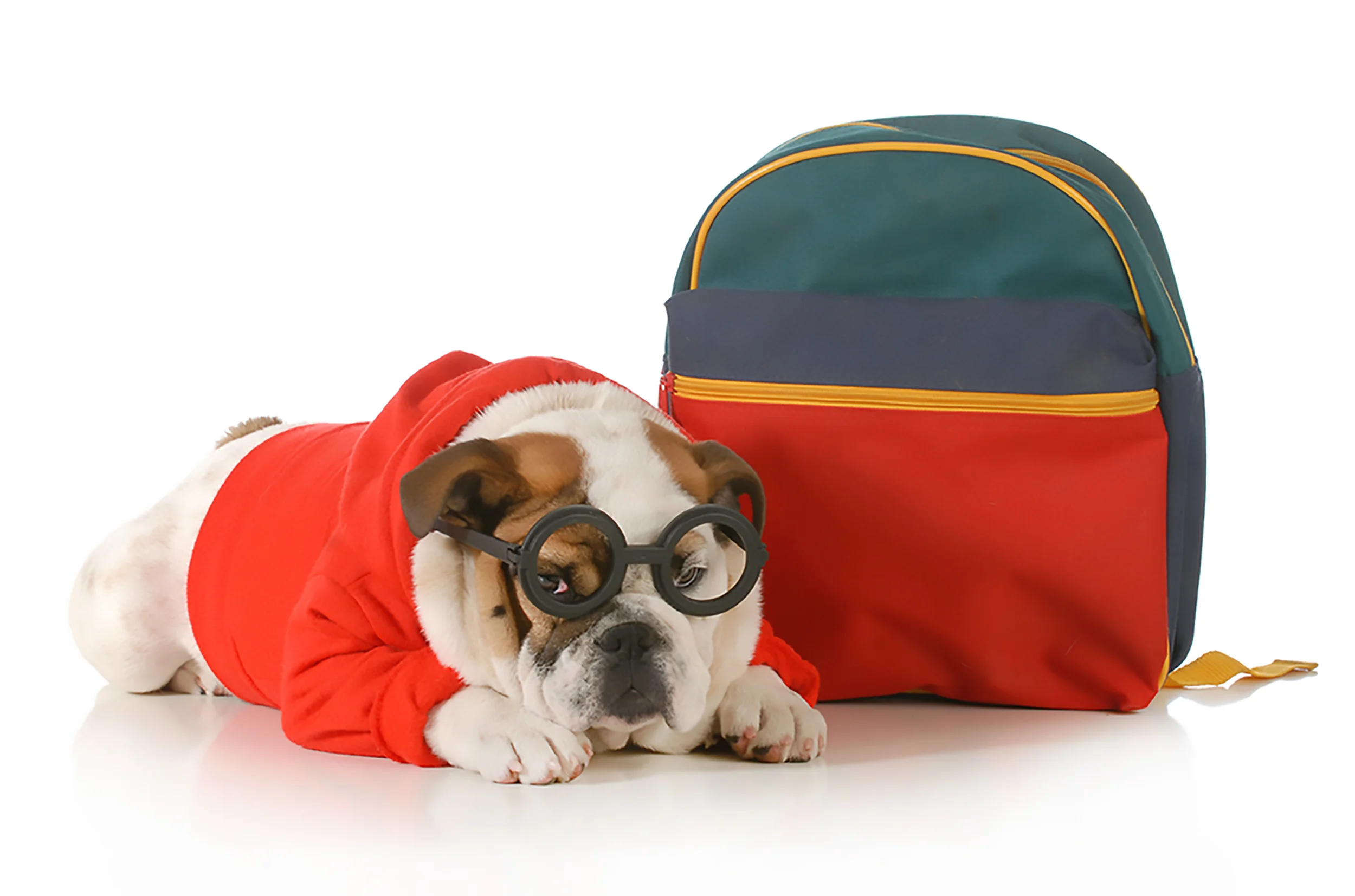 Cleanliness, comfort and happiness are hallmarks of our dog boarding service.