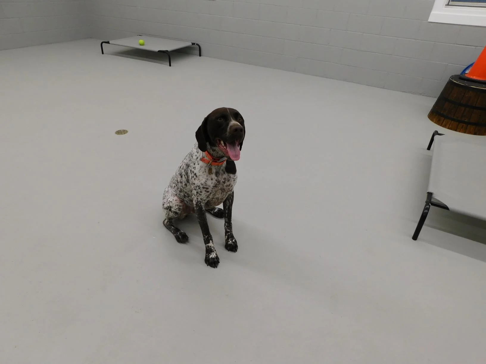 Pongo 1.jpg